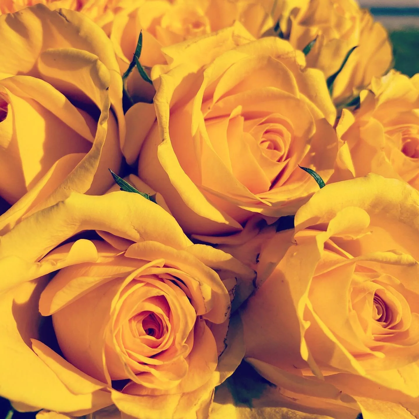 Yellow roses for tonight’s ritual. Yellow roses create warm feelings and provide happiness. Our offering of yellow roses is to symbolize the joy you bring and the friendship we share