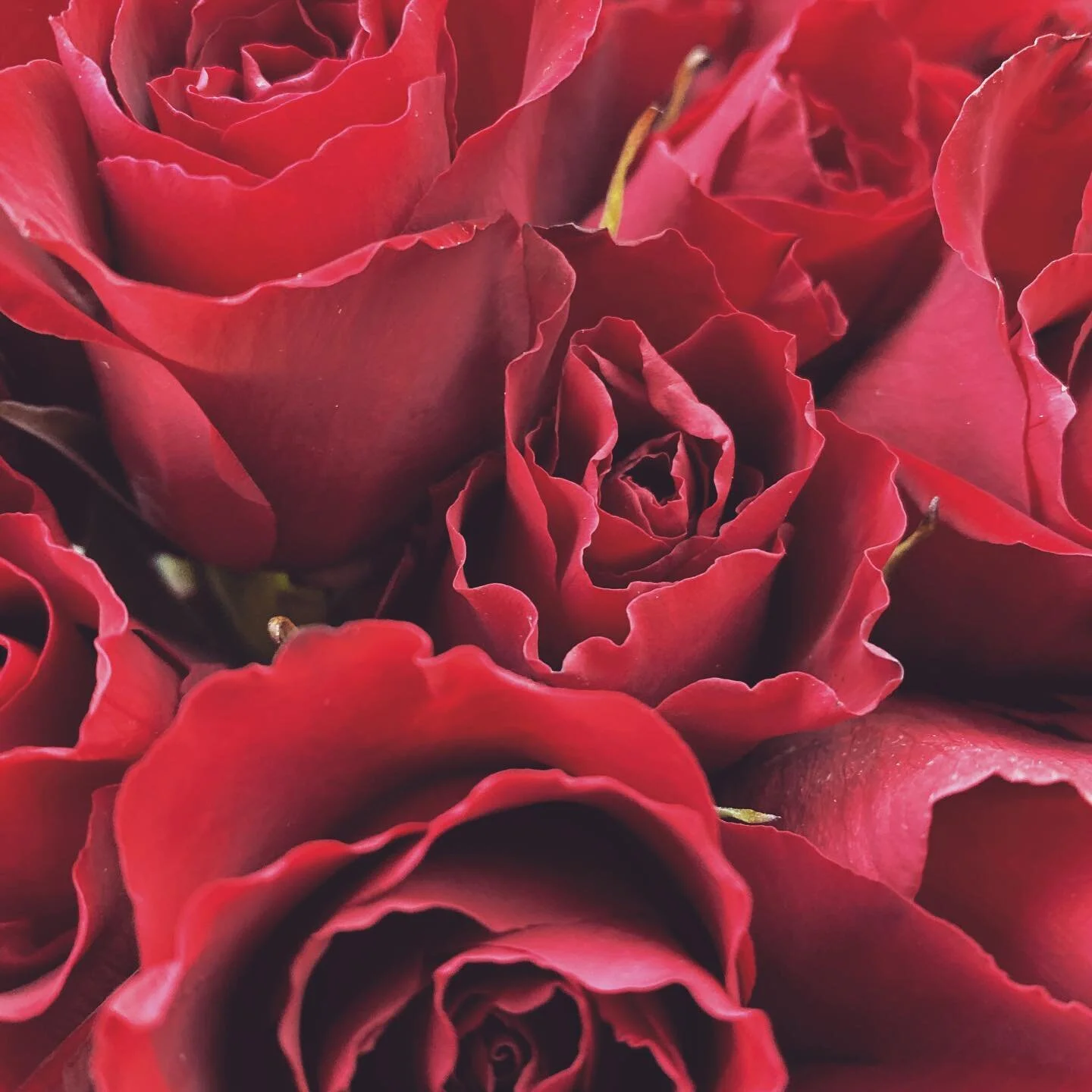 We have created an altar and intentionally set our space for tonights ritual. Red roses for this special intentional time as they are the frequency of divine love and will help the transmutation process.