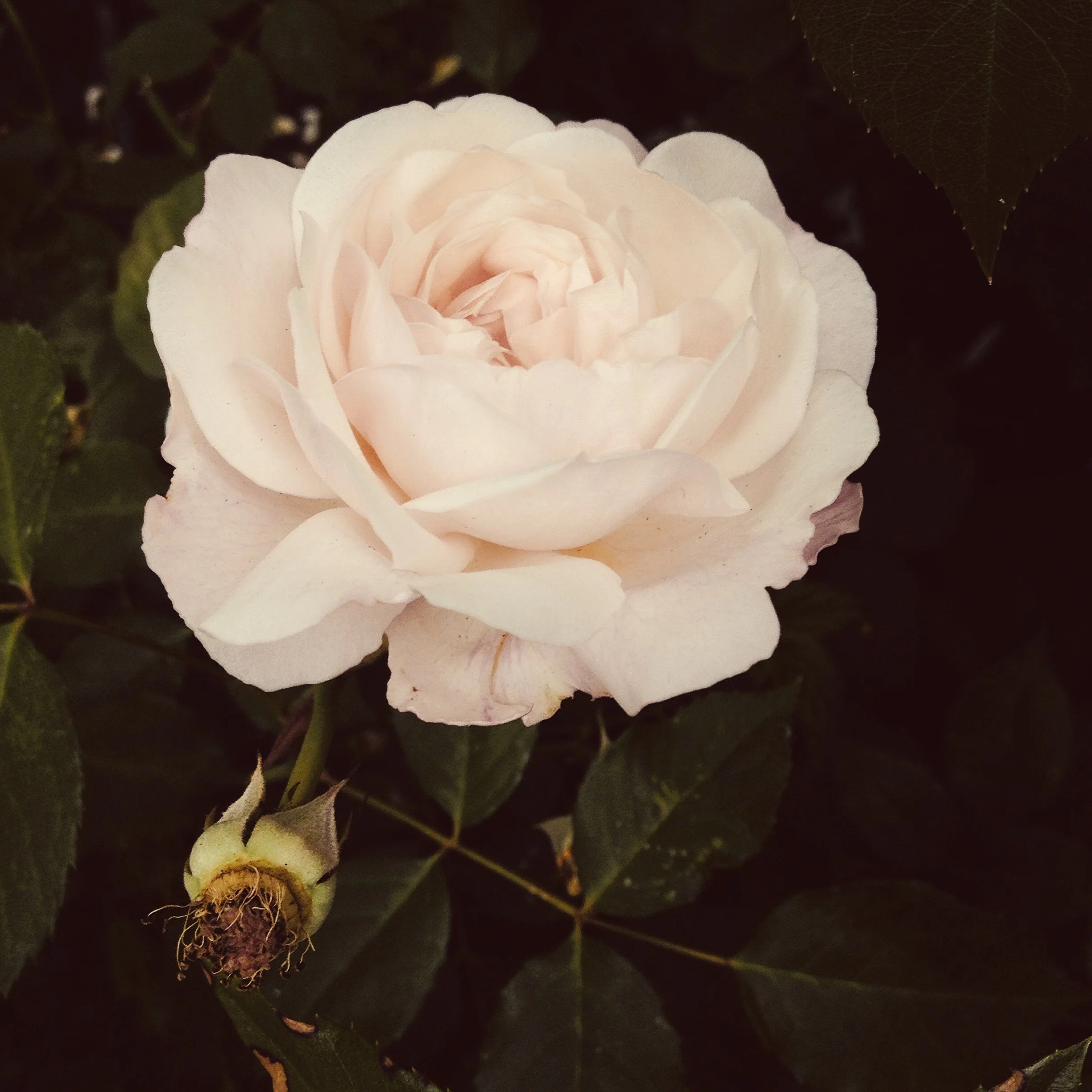 65EC12BB-EBD2-4F25-B647-70DAA915AF8B.jpeg
