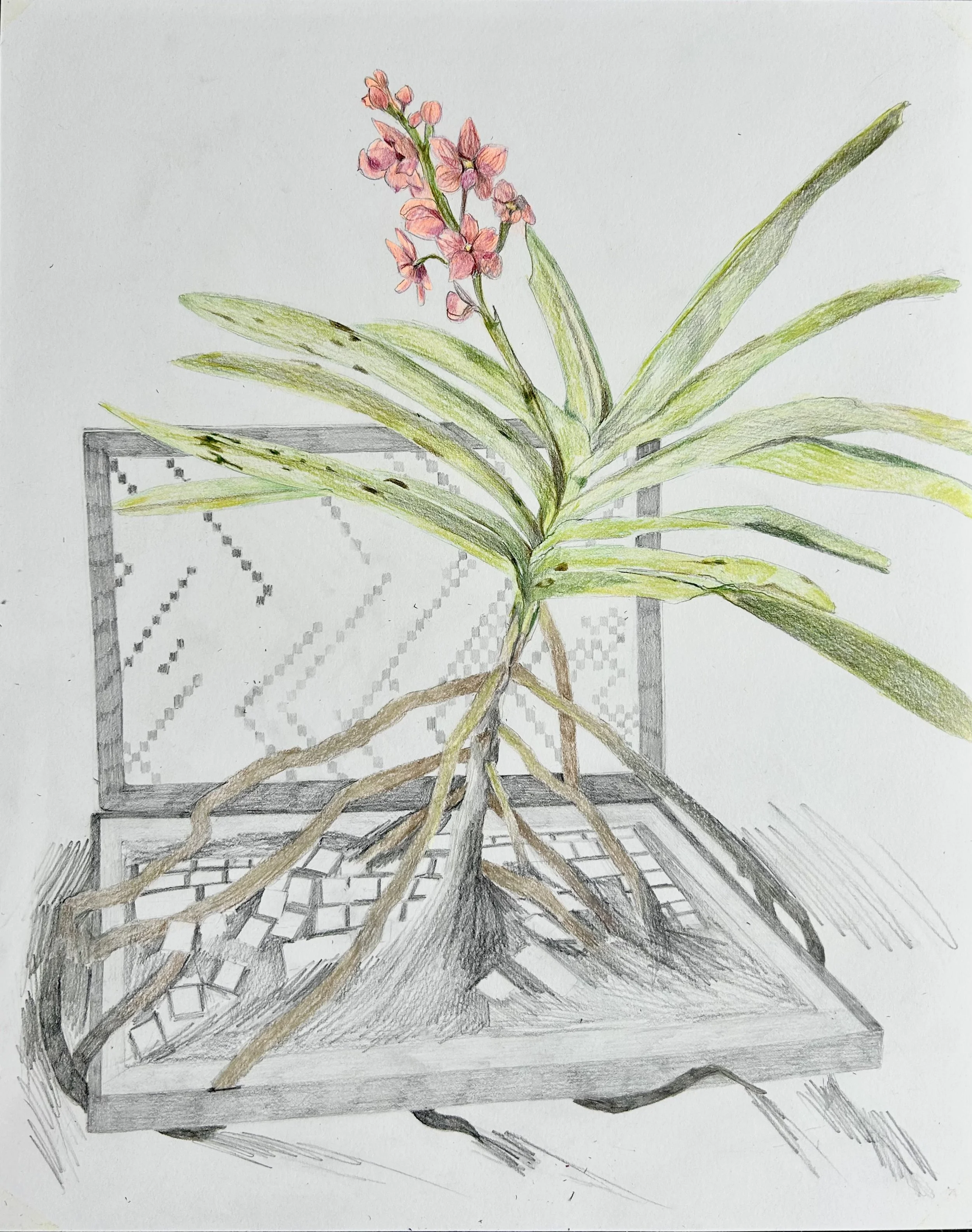 Growth, 11" x 14" Colored Pencil 2026