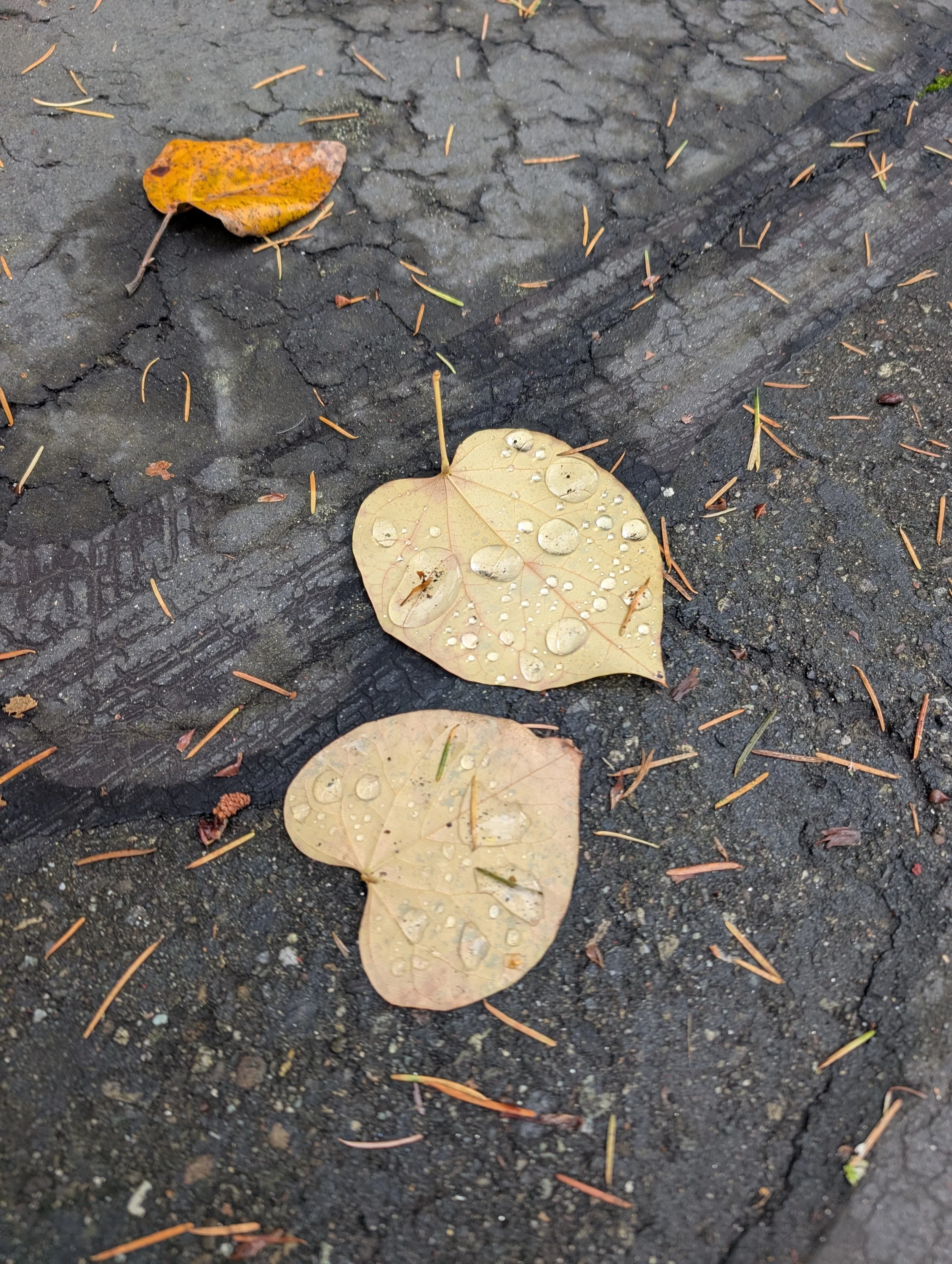 Two fallen yellow leaves with raindrops resting on a wet, cracked asphalt surface, with small pine needles scattered around.