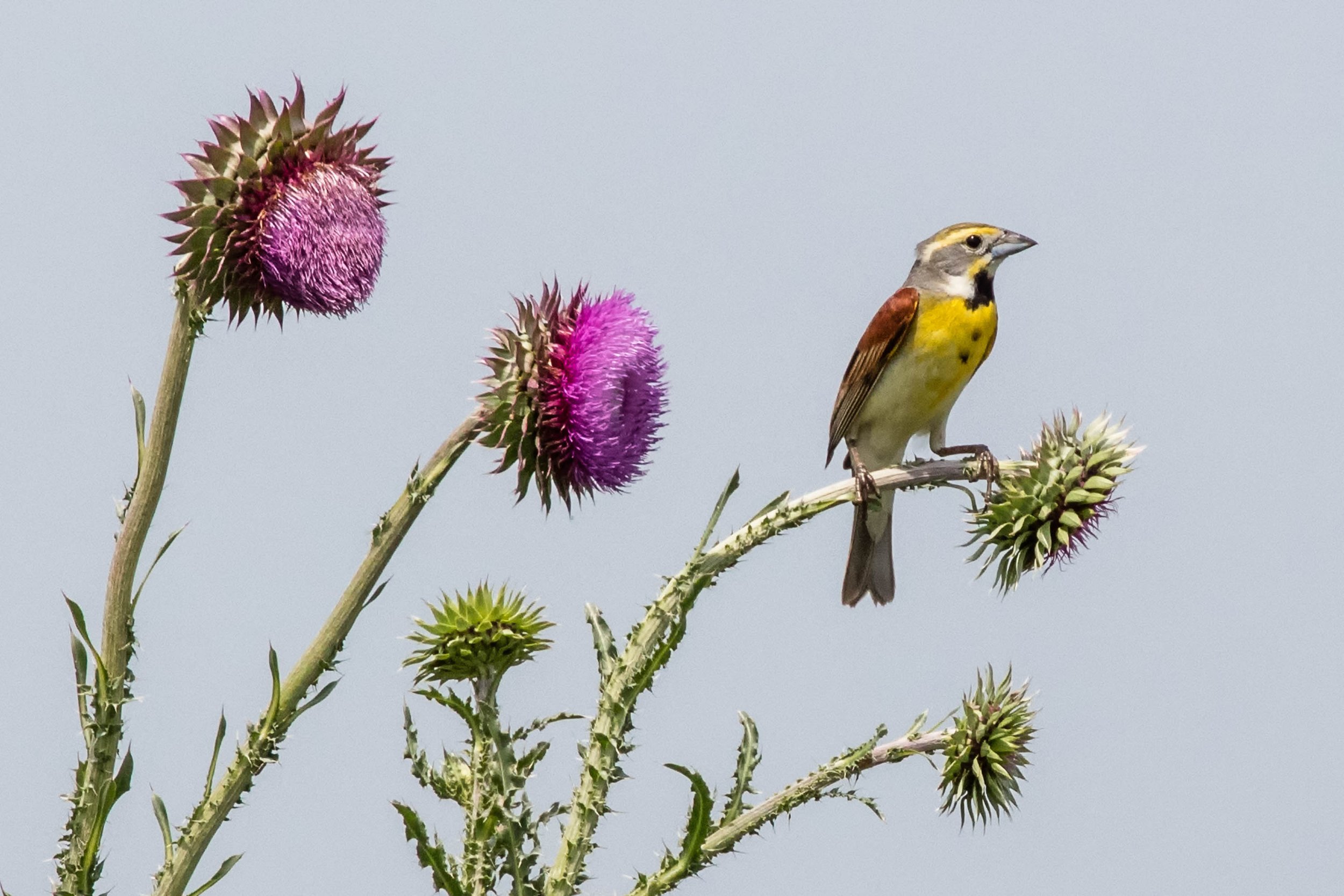 In Search of Dickcissels
