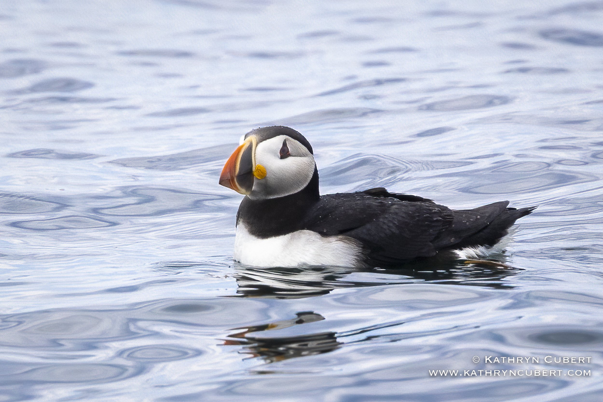 Atlantic Puffin
Eastern Egg Rock
Hog Island Audubon Camp, Maine