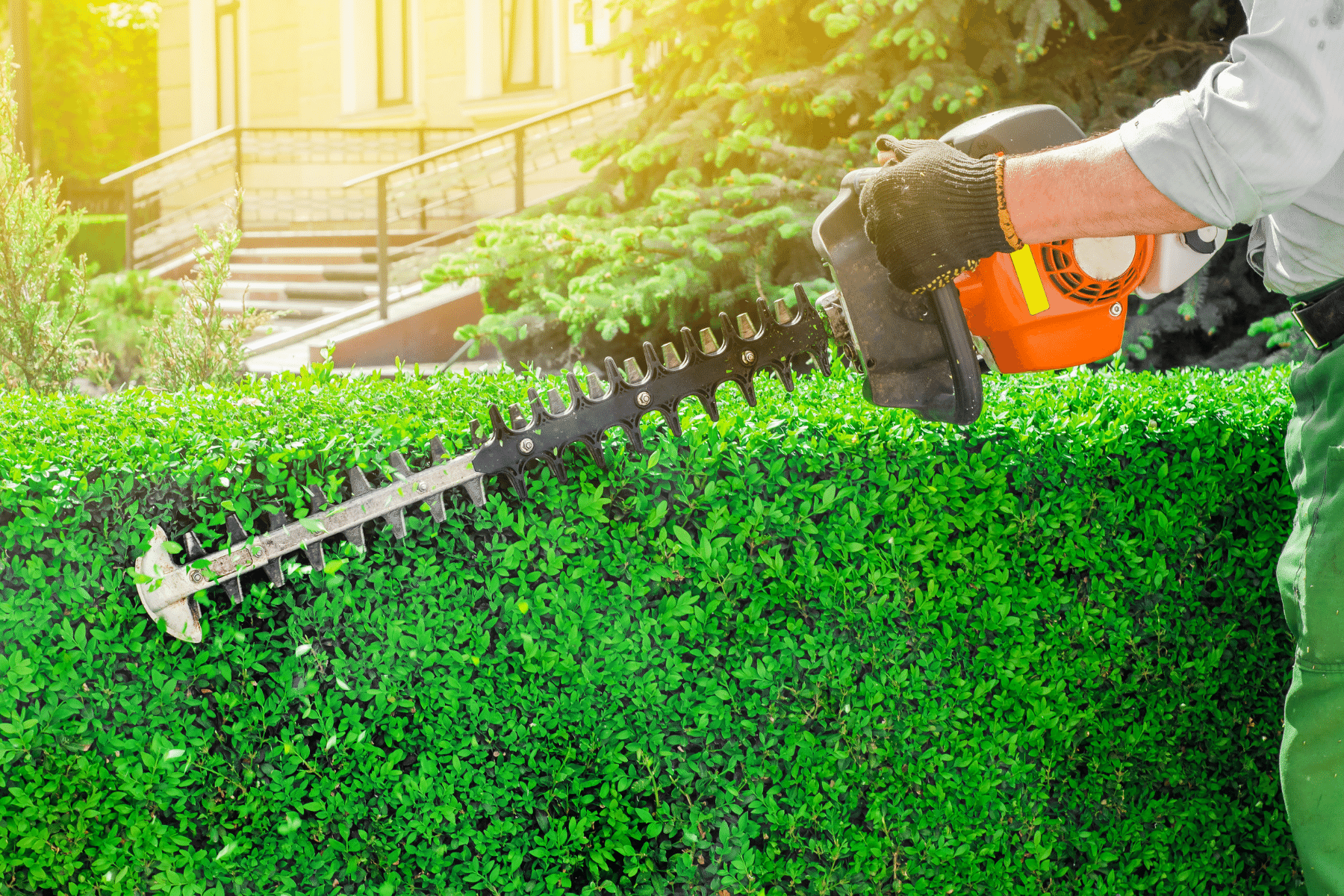 Website Photos - hedging.png