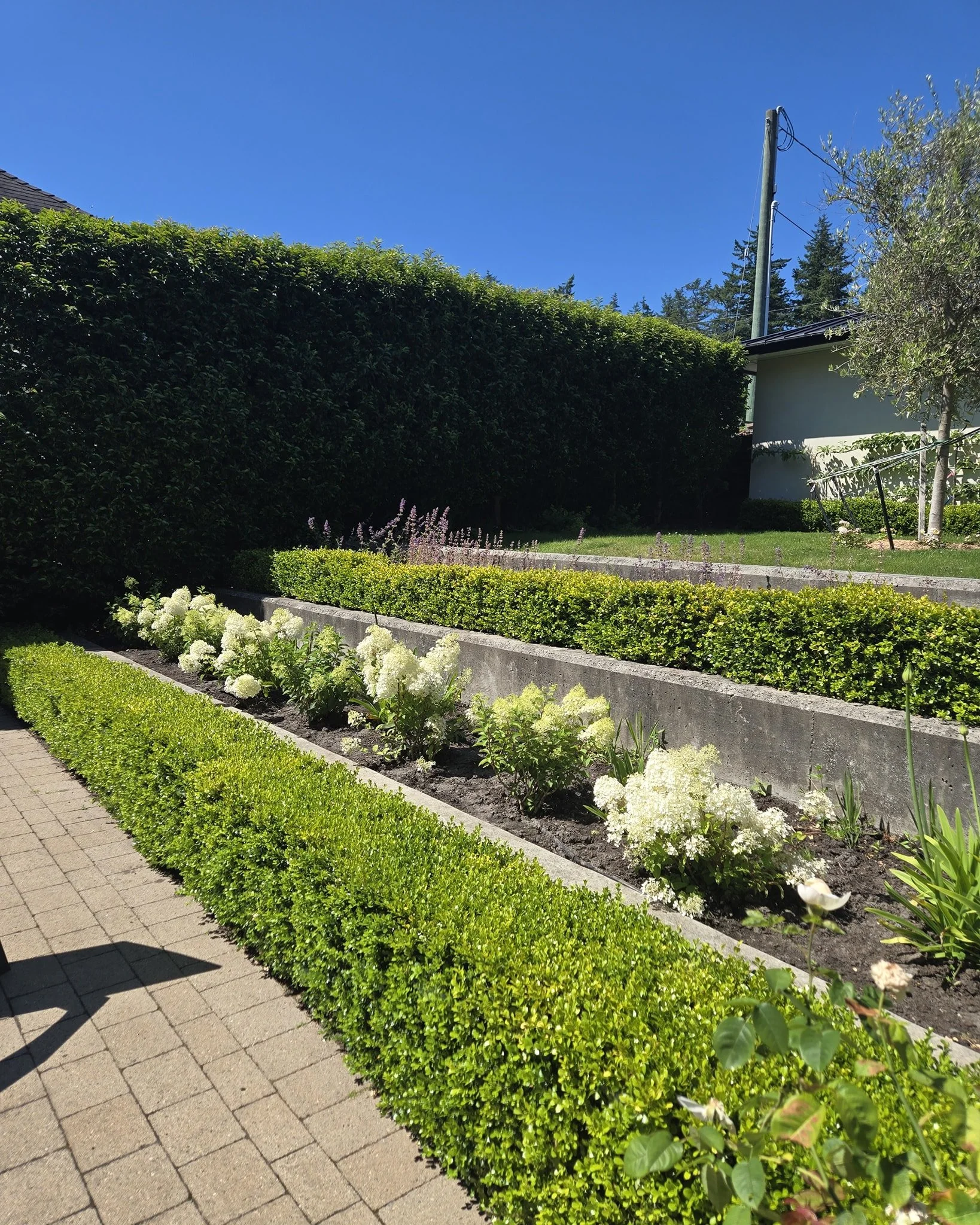 The difference between February and July plus a few hydrangeas. #homeservices #commerciallandscaping #LandscapingVictoria #egotools #landscape #yyj #gardening #victoriabc
