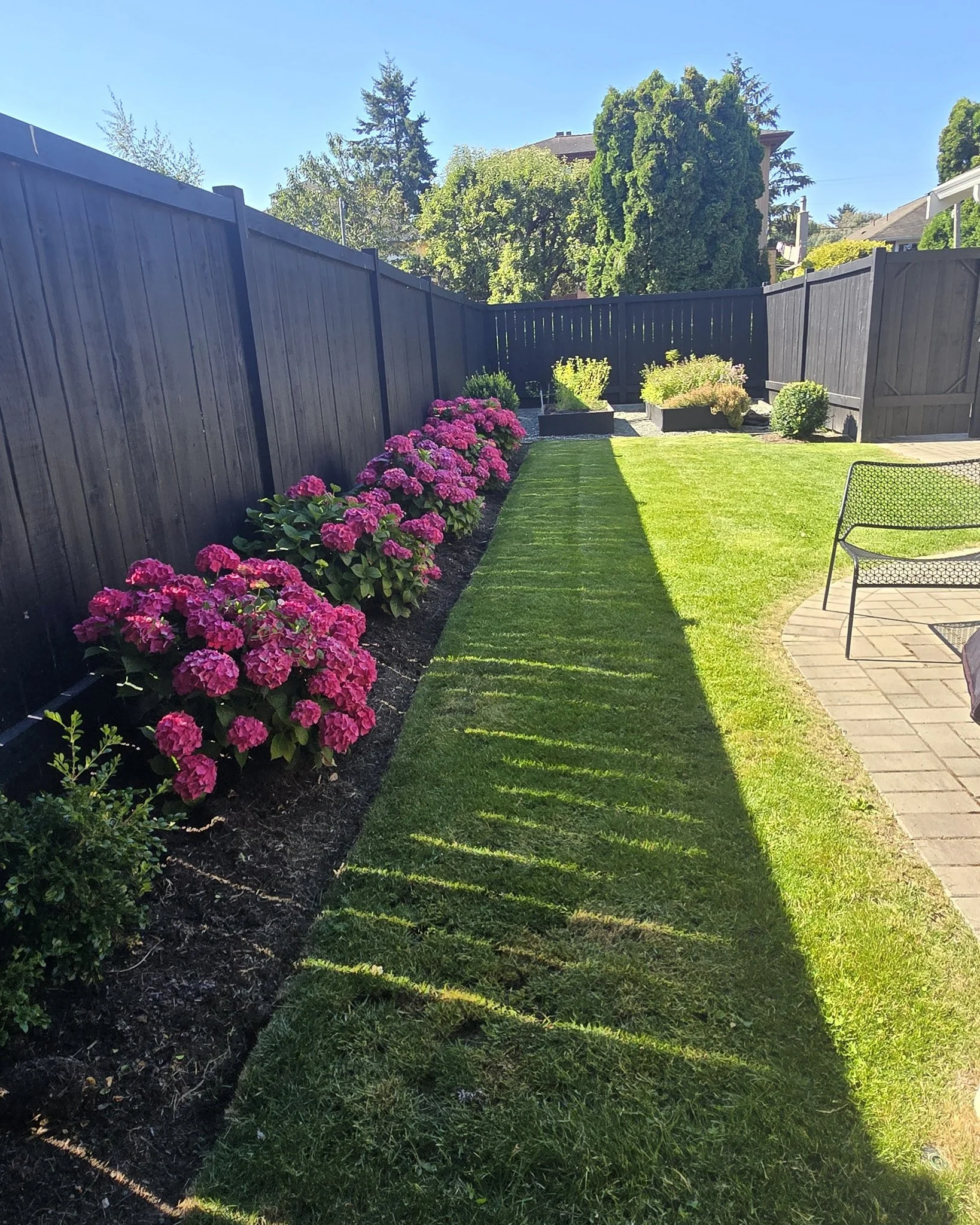 The amount of shade in this backyard is a huge contributor to the lushness of this lawn. This is also a perfect amount of shade/sun for the hydrangeas. #homeservices #commerciallandscaping #LandscapingVictoria #egotools #landscape #yyj #gardening #vi