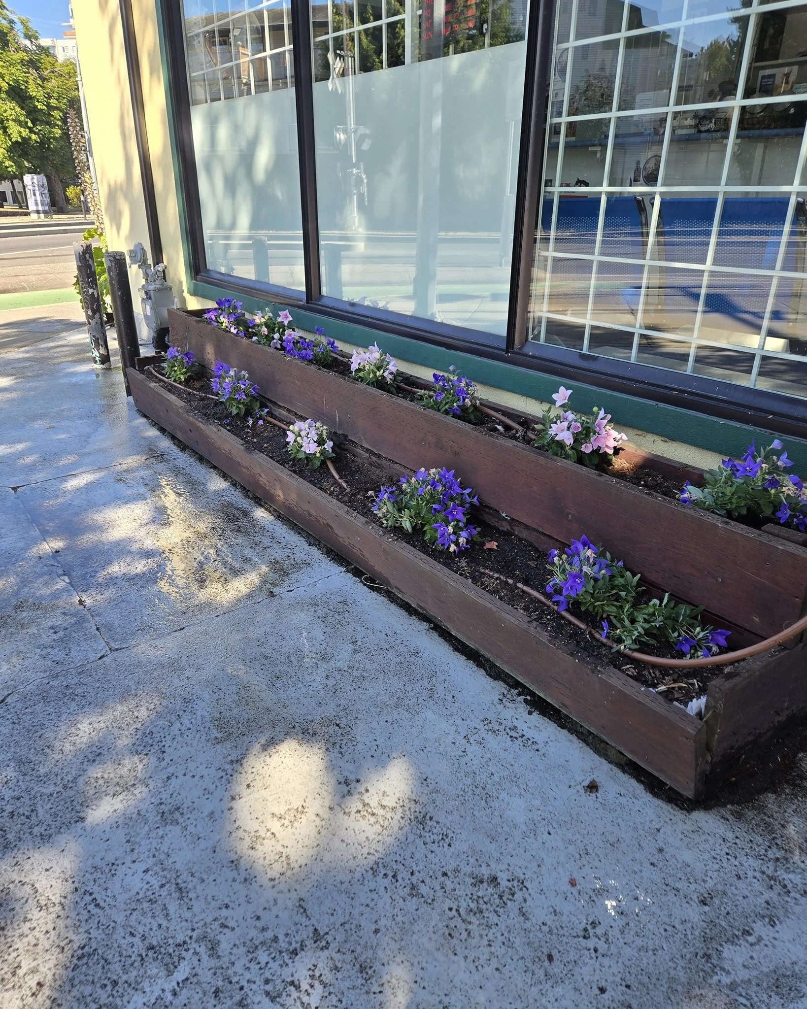 Simple yet effective solution for a storefront. #homeservices #commerciallandscaping #LandscapingVictoria #egotools #landscape #yyj #gardening #victoriabc