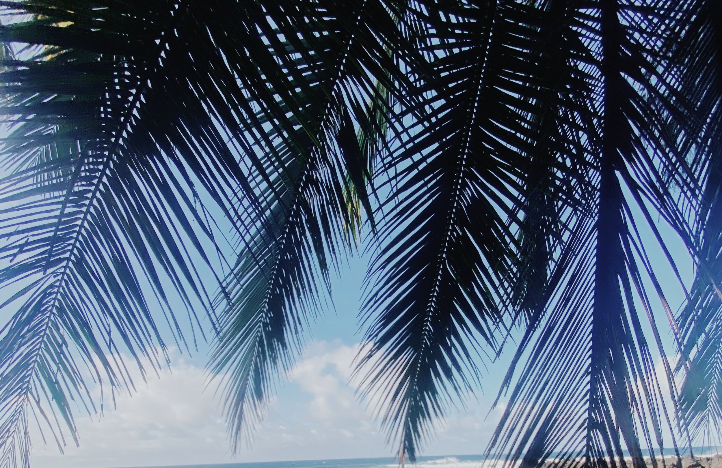 COco tree backyard.jpg