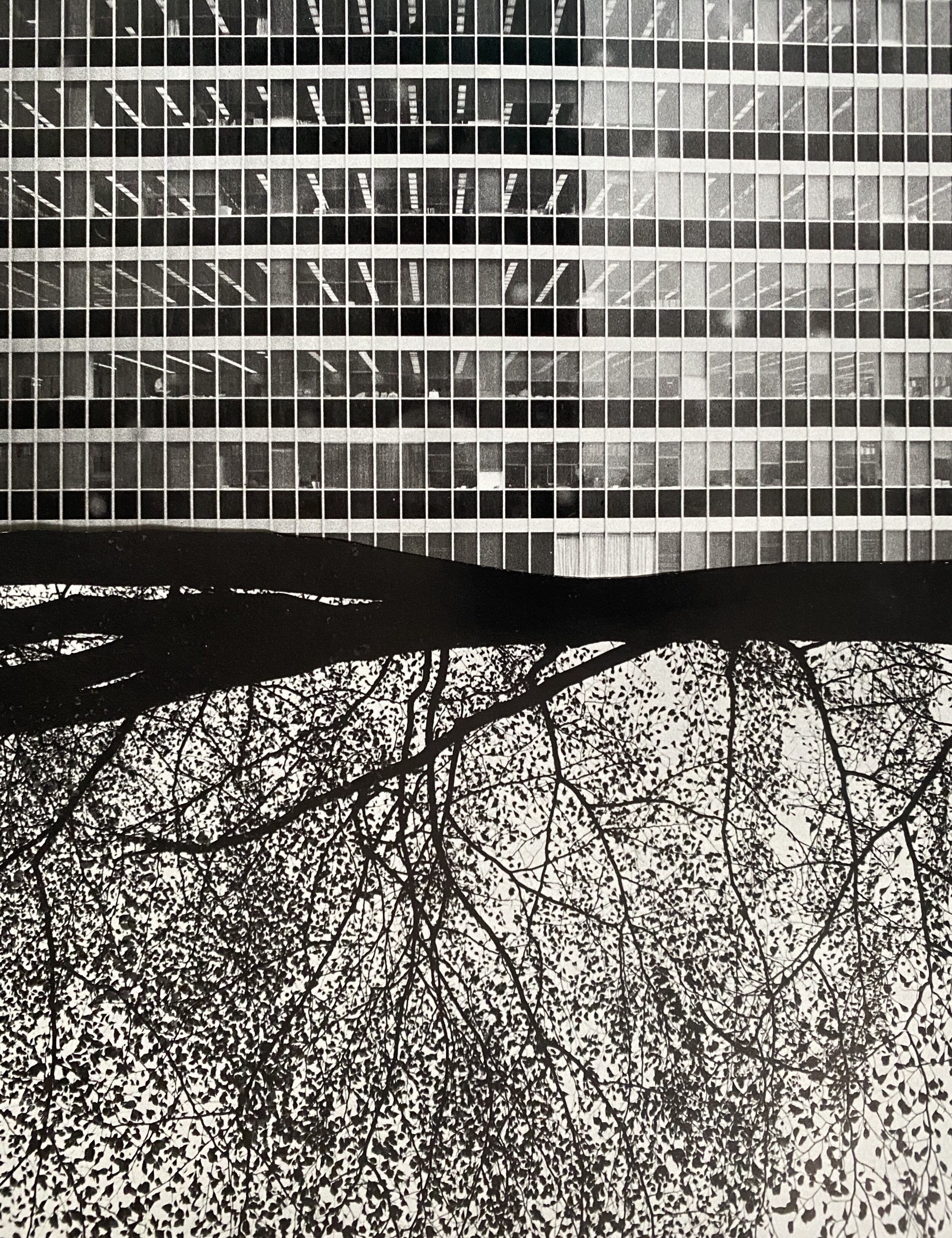 'Forest', 2020