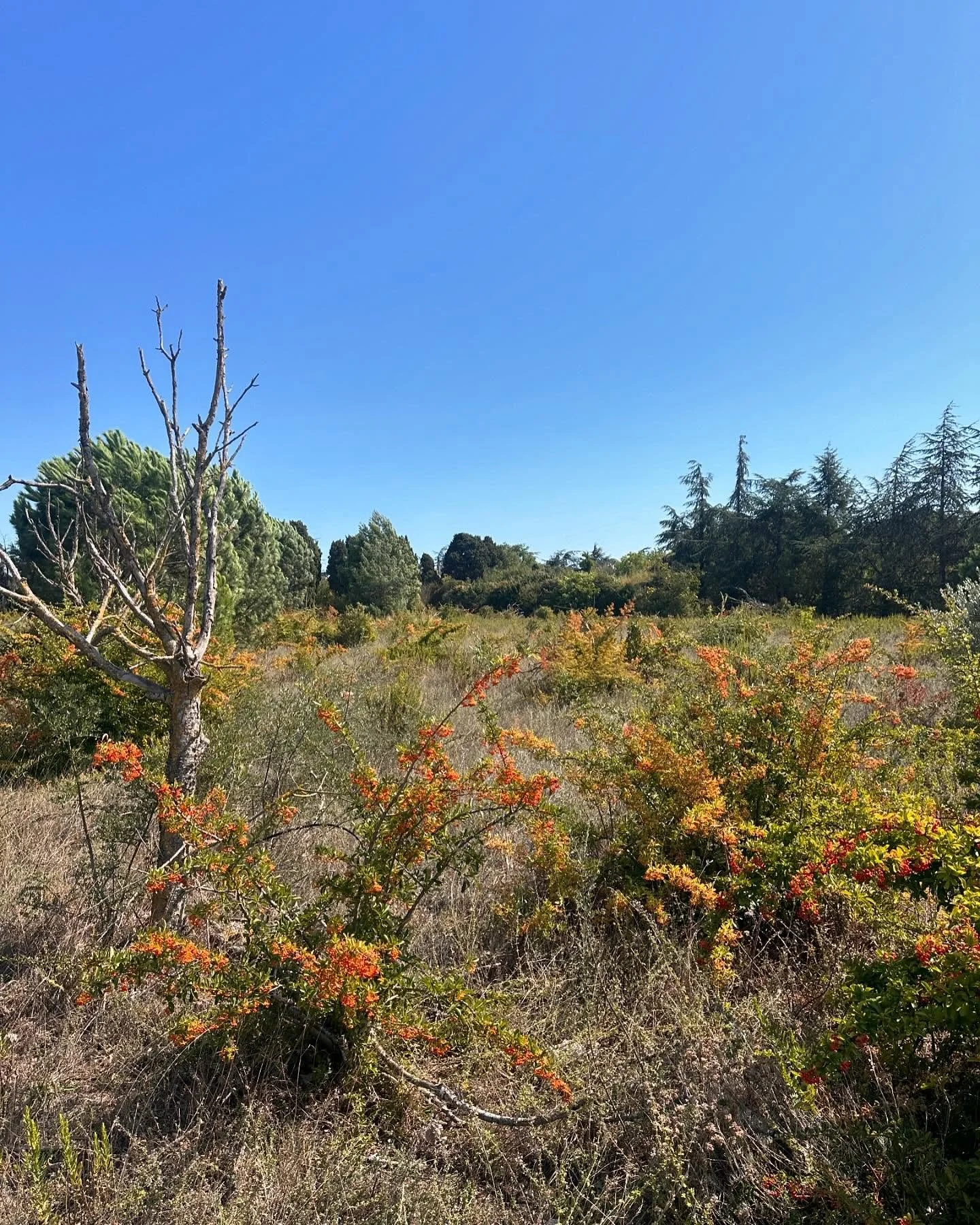 Such a beautiful wild space in the south of France

Pyracantha stealing the show! A great way in which this plant could be used to give structure across an open grass plain. 

Maybe it&rsquo;s just an English thing to grow it flat up against the hous