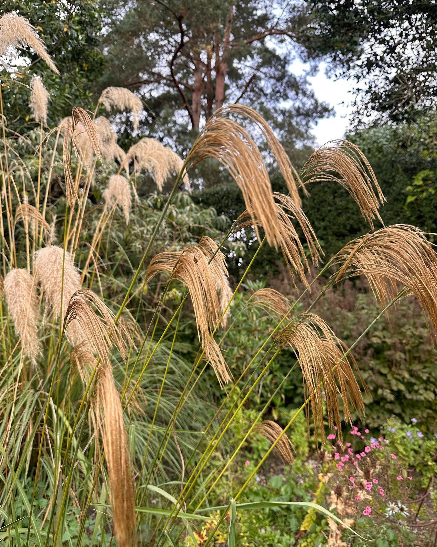 Miscanthus nepalensis

The Himalayan fairy grass. I captured this at @nymansnt on a visit last weekend.

I love the colour, the texture and the memories it provoked from my childhood  of the classic chair with fringes. 

You then get thinking about f