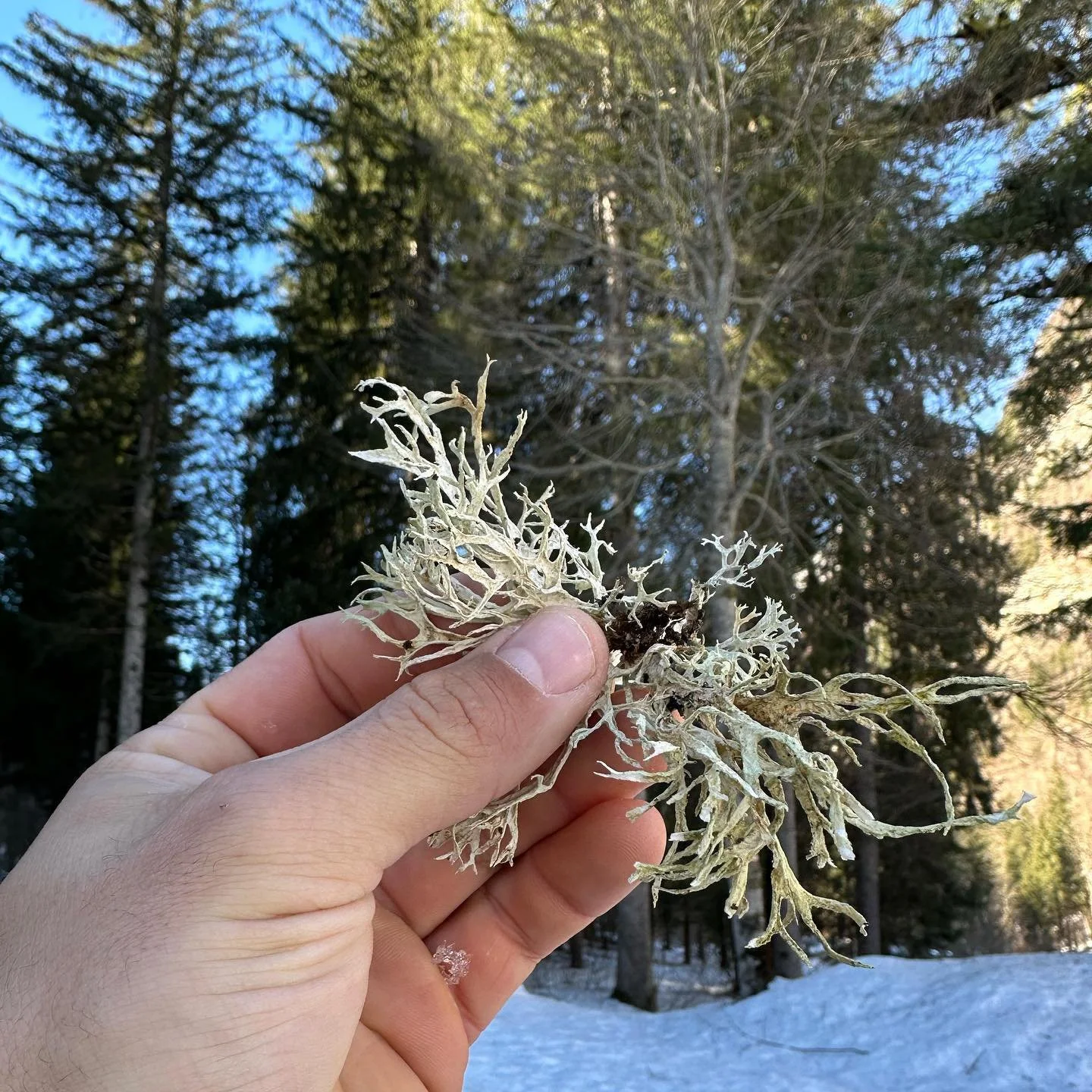 OAK MOSS - Evernia prunastri

Oak moss is not even a moss. 

This is a type of lichen (fungi) that can be found growing on oak trees in the mountains.

The lichen can also be found growing up in pine trees and that&rsquo;s exactly where I found it, L