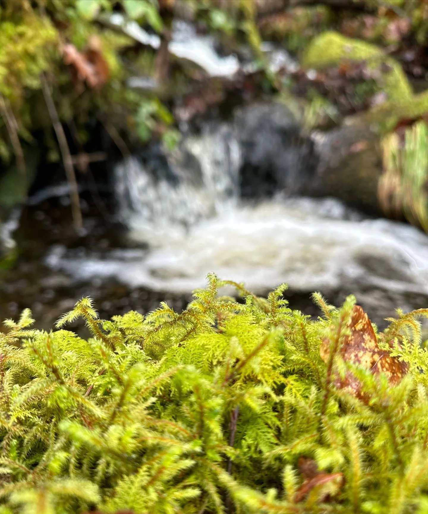 Tamarisk moss (Thuidium tamariscinum)

A beautiful highlight from a walk on Boxing Day.

This is a moss that I had not come across before.

This almost looks like a tiny fern. This was thriving next to a flowing stream off the mountain top, plenty of