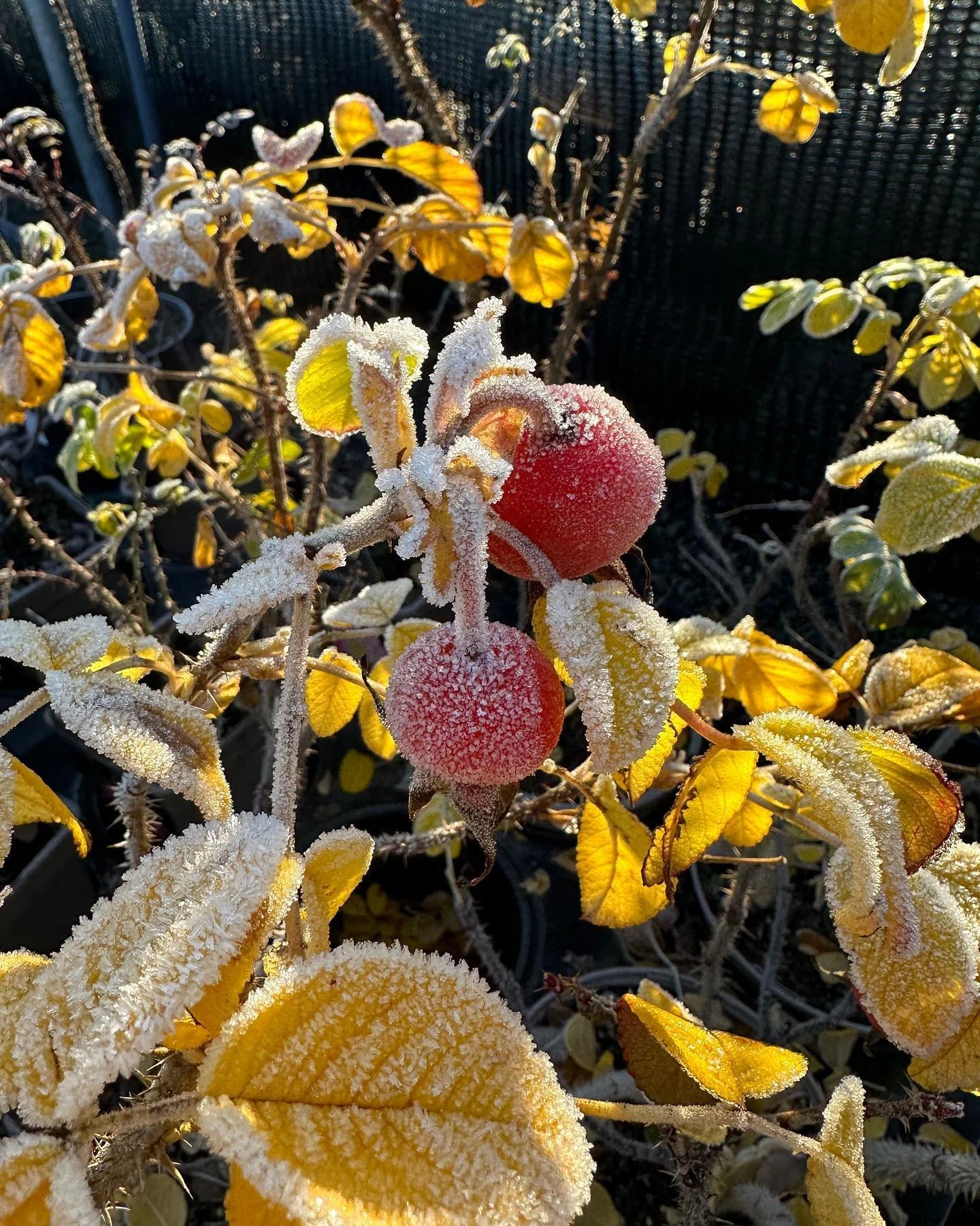 Seasonal colour with a touch of frost

Planting is not all about the summer! Winter has always been my favourite time of year, not many get to enjoy it  and take the opportunity to venture into the garden. 

There is so much wildlife, colour and scen