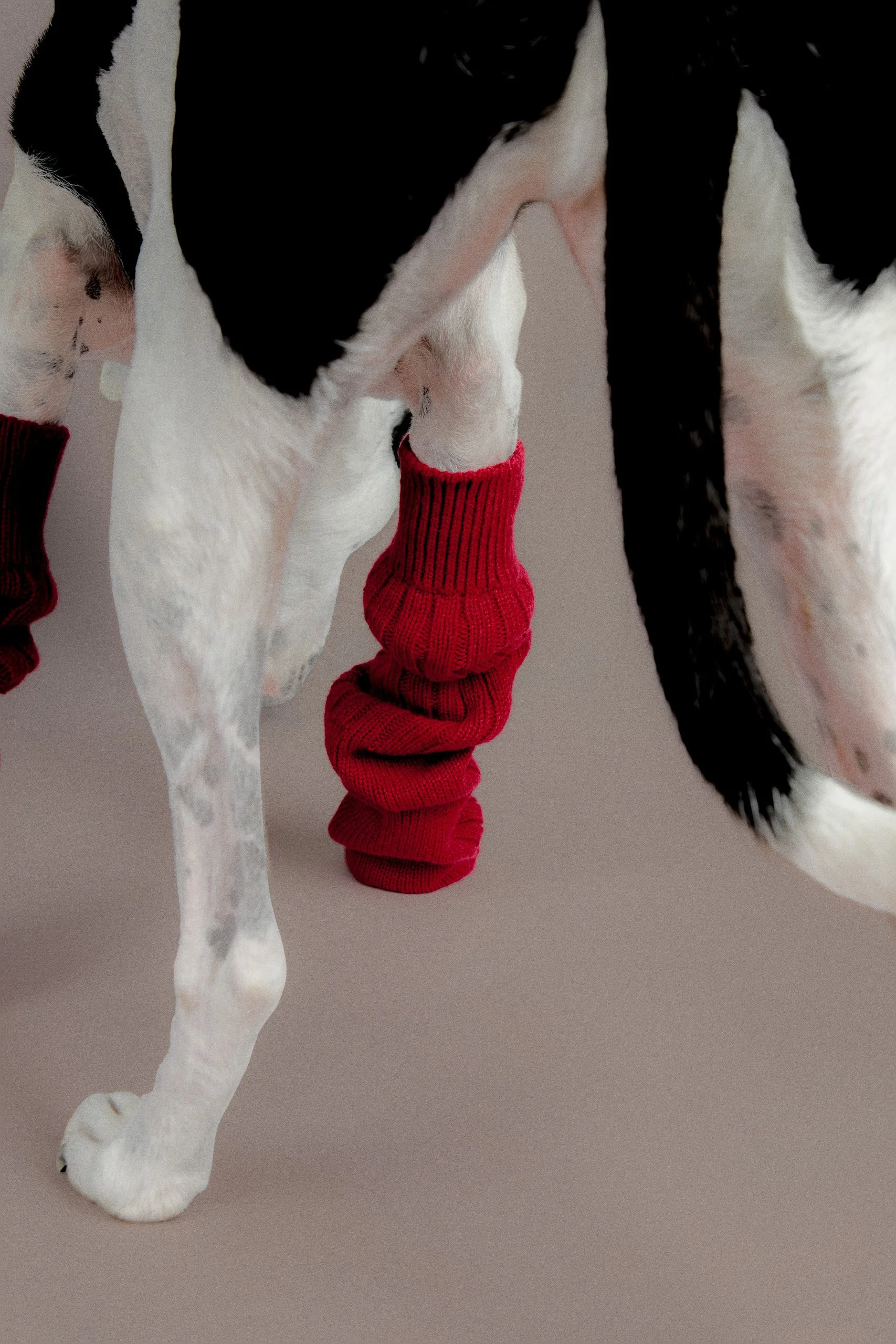 Dog Christmas Shoot 00333_RETOUCHED_CREAM_SPZL.jpg