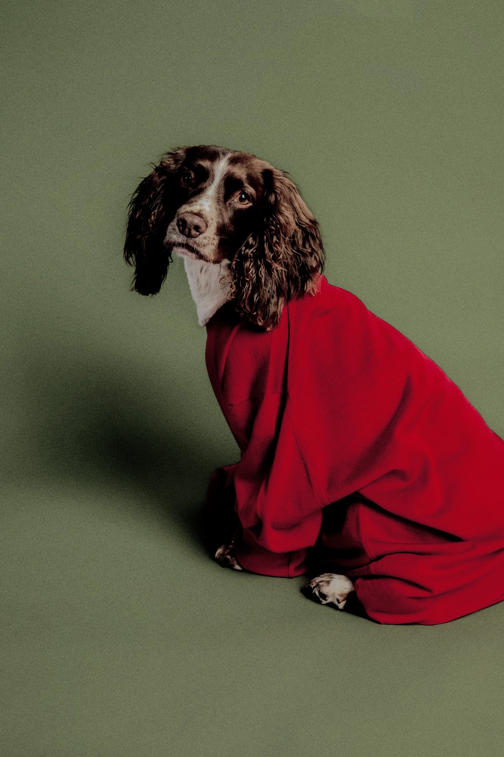 Dog Christmas Shoot 00278_RETOUCHED_GREEN_SPZL.jpg