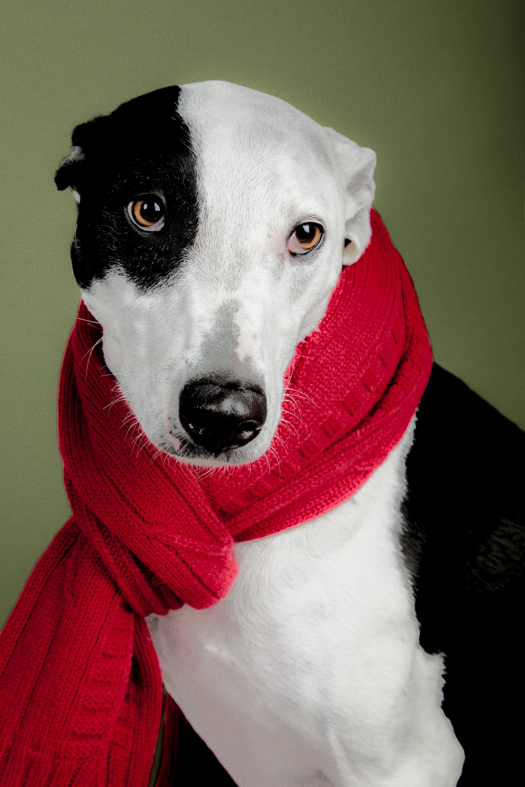 Dog Christmas Shoot 00387_RETOUCHED_GREEN_SPZL.jpg