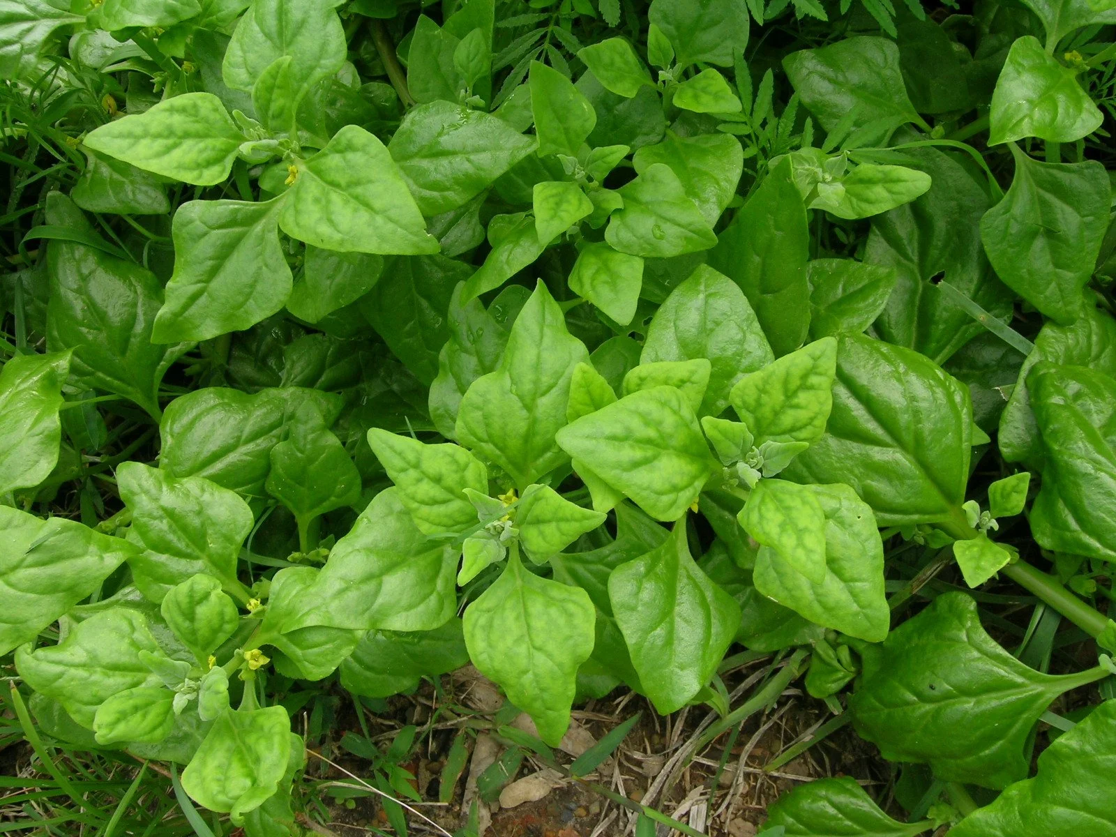 warrigal-greens.jpg