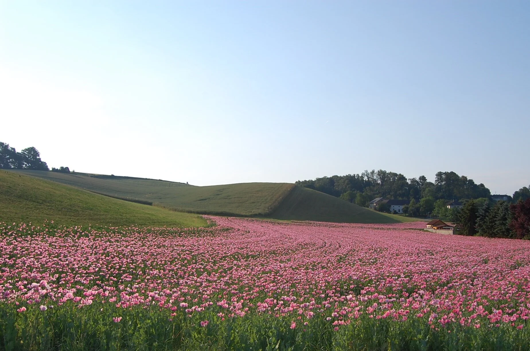 DSC_1151.jpg
