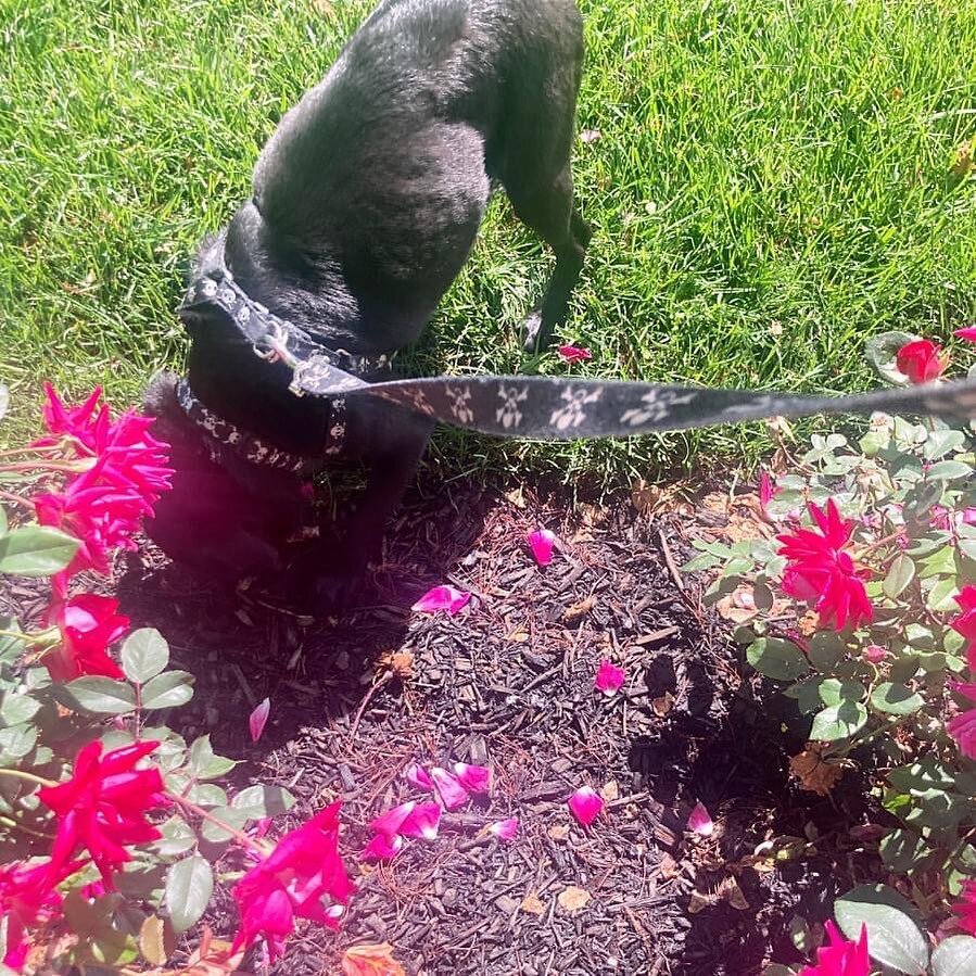 &ldquo;Gotta take time out to smell the flowers... in between napping and snacking of course!&rdquo;