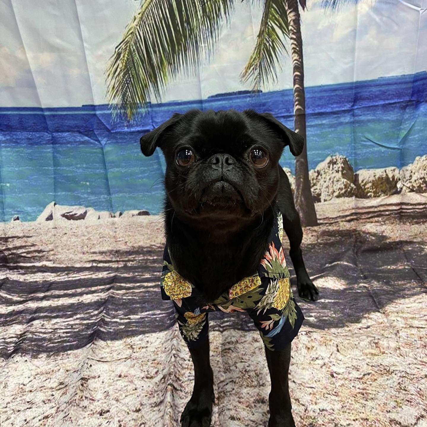 &quot;Happy 1st Day of Summer! Mommy fetch me a cold beverage! Time to lounge by the pool.&quot;