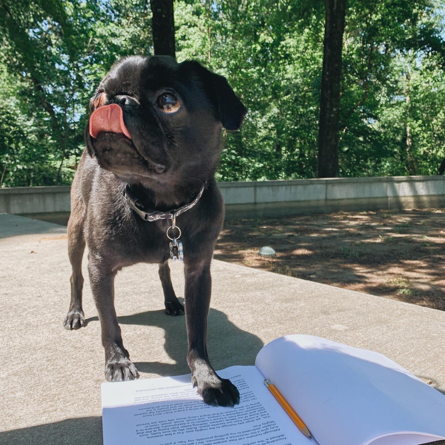 Just perusing the final edits on my book - &ldquo;Get Me Out Of Here! Reflections Of PD The Put Upon Pug&rdquo; as we near our Summer release date!! All you humans can preorder now on my fabulous website: PDThePugProductions.com. Use Promo Code PD123