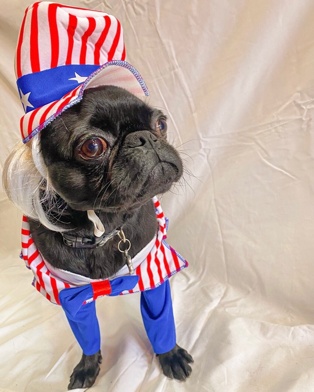 &ldquo;I am the World&rsquo;s Most Patriotic Pug!! What other dog goes to this extent to wish you humans a Happy Independence Day??!
Yay America!!&rdquo; 🇺🇸