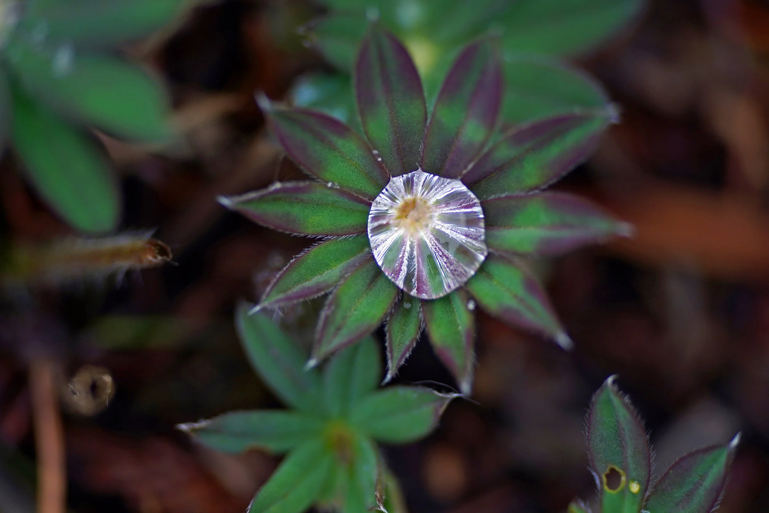 Water Diamond - My Backyard