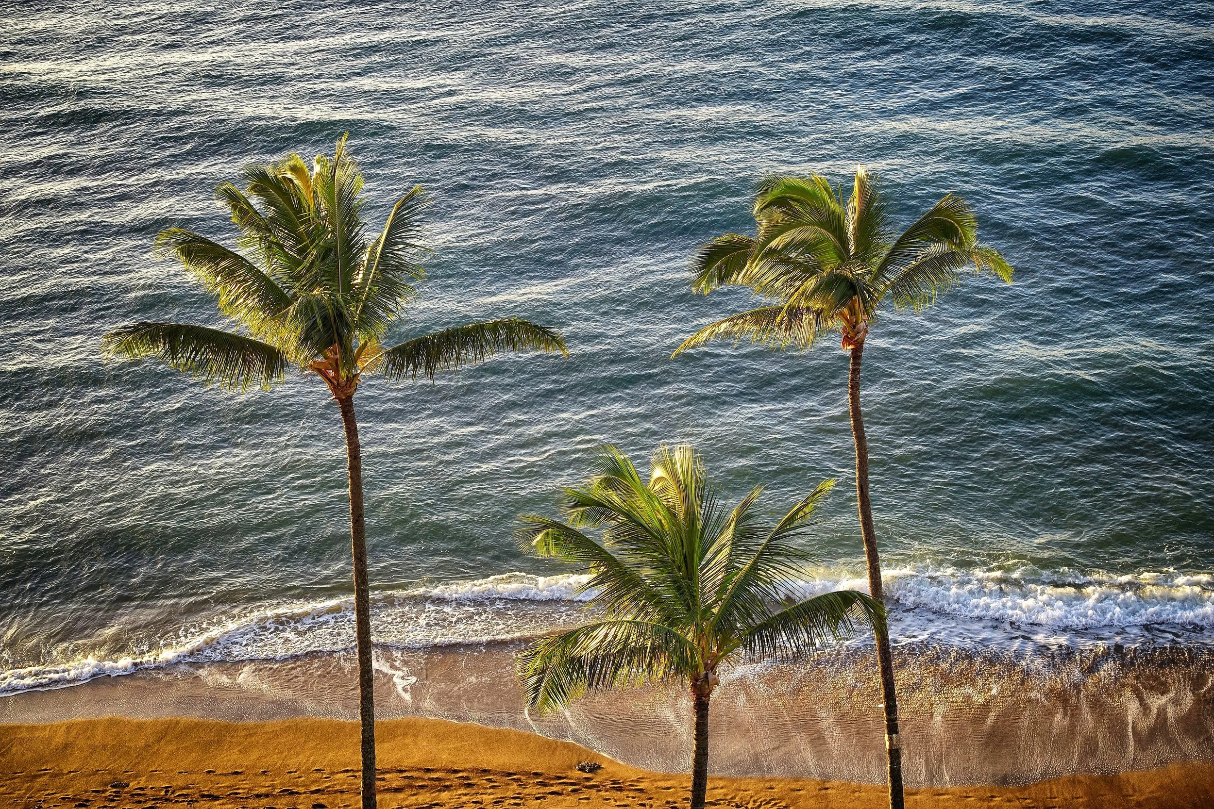 Maui Lullaby - Waves, Palms & Wind