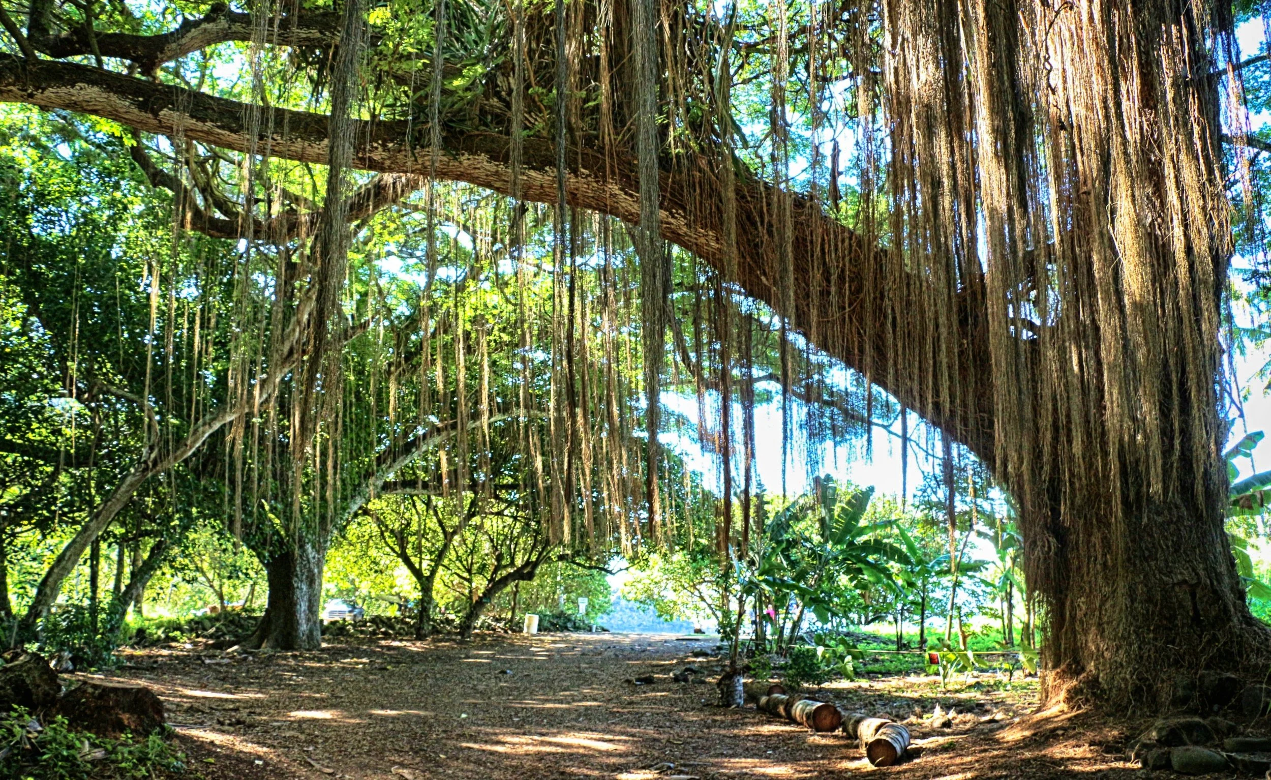 Approaching the Honolua Bay Beach - Maui