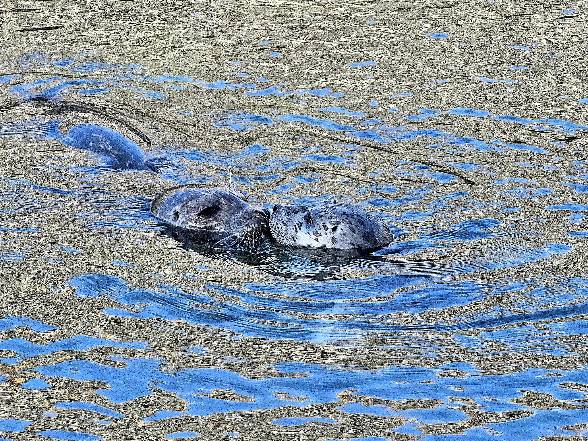 Mama & Pup Reunited, "Are You OK?" 