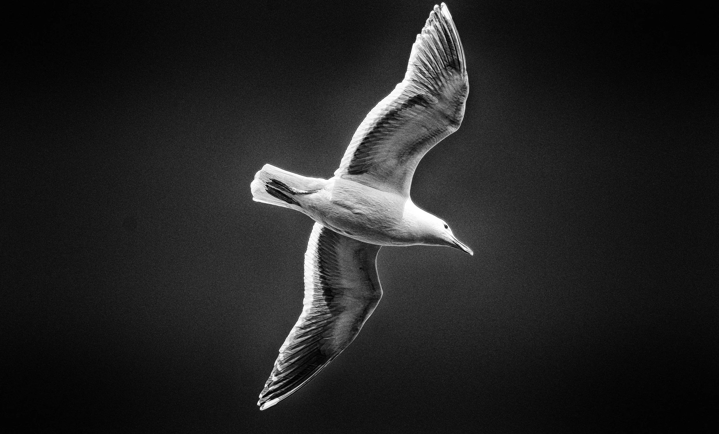 Gull Study 6 - Commencement Bay