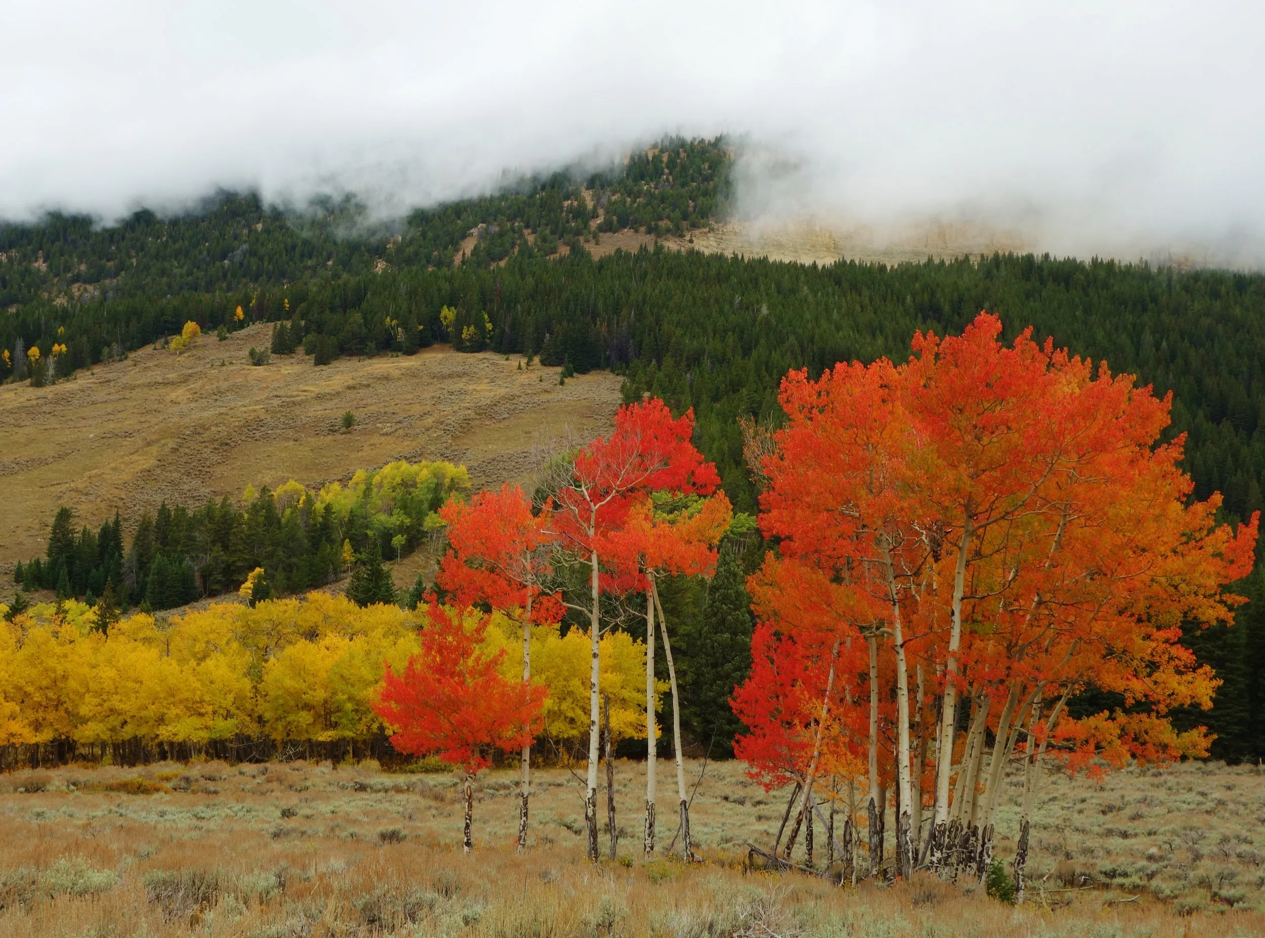 BigHorn Mountains National Forest