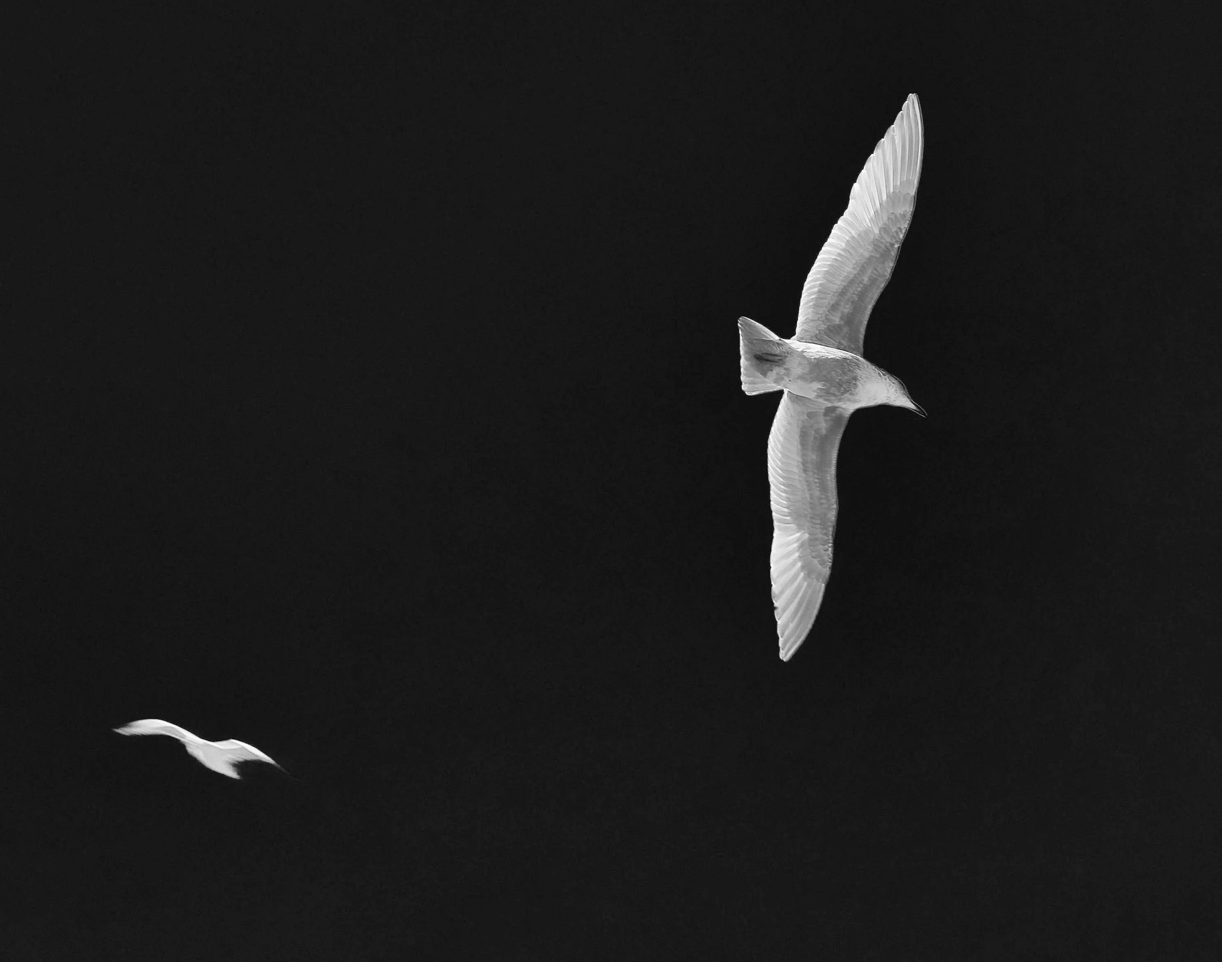 Ballet Arienne - Pt. Defiance Zoo, 