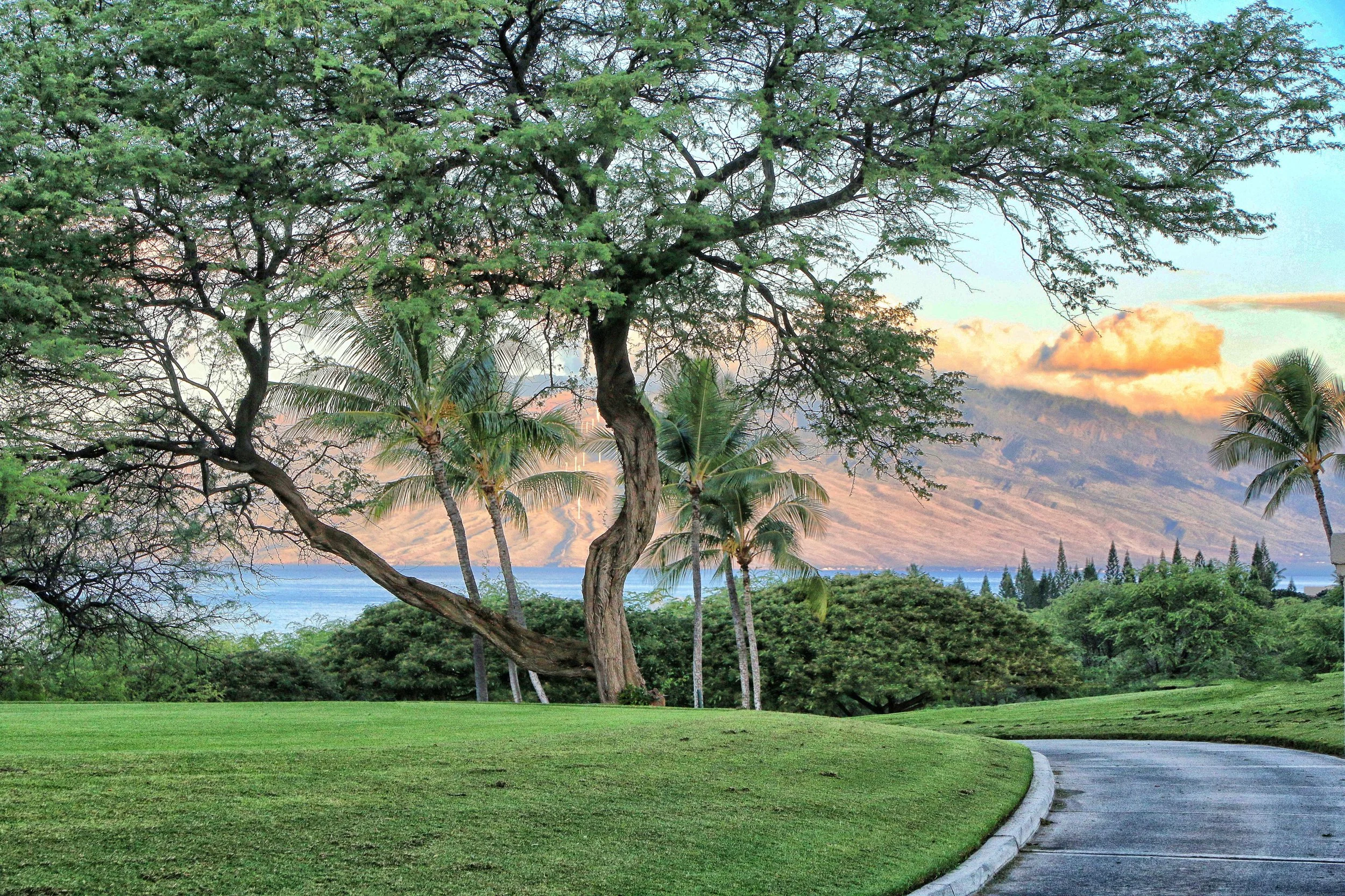Maui Landscape