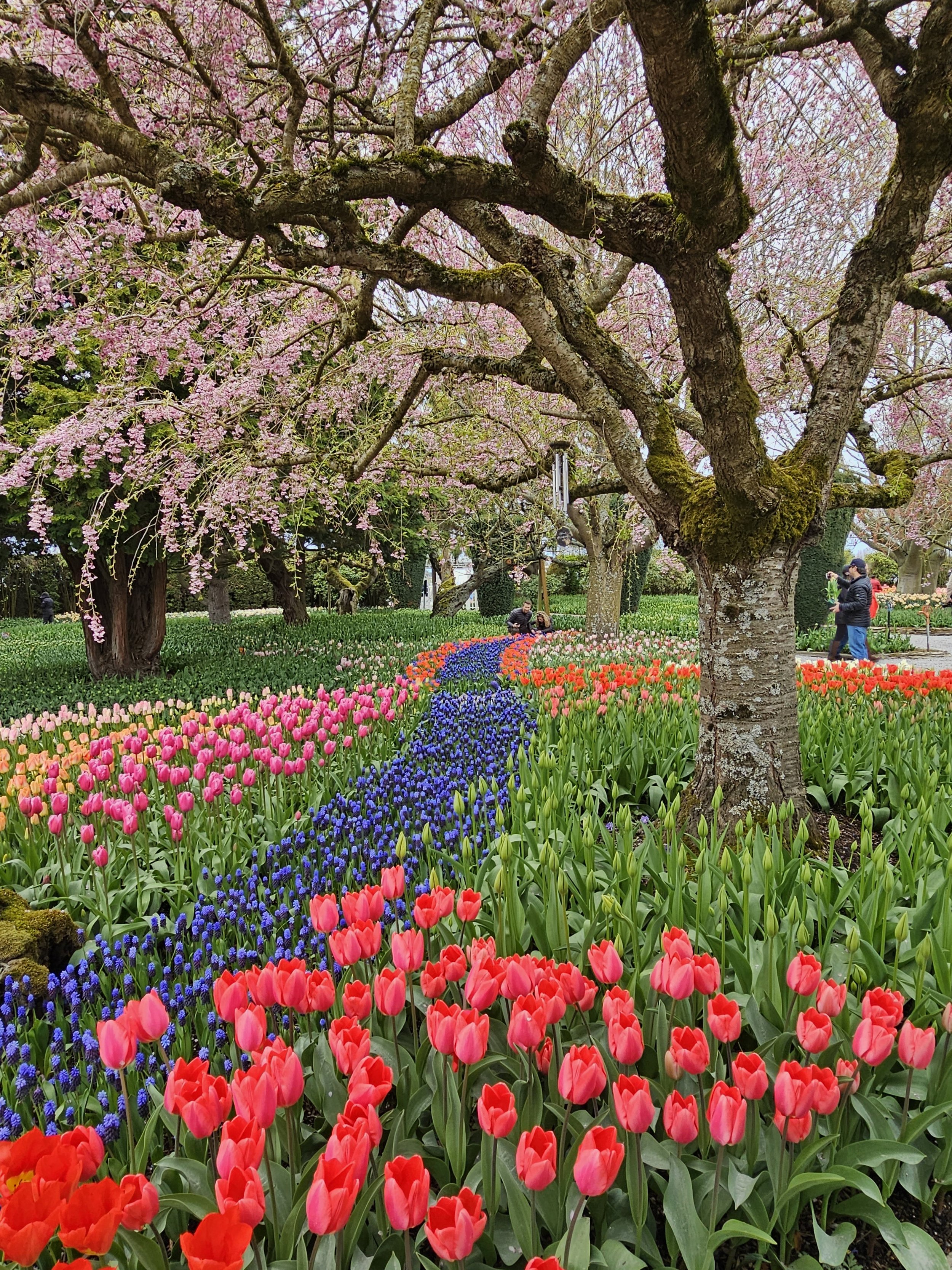 Tulip Festival - LaConner, WA