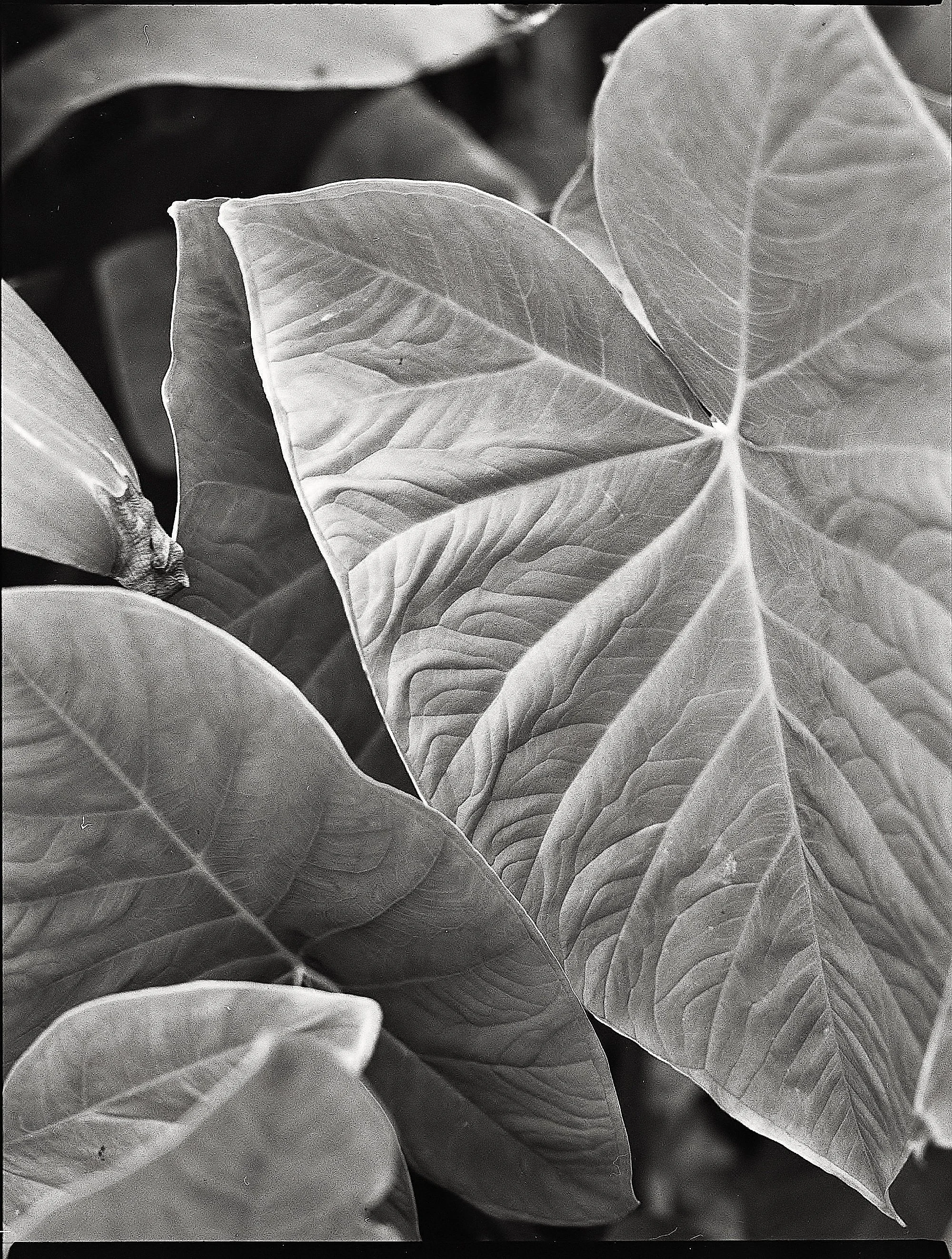 Elephant Ears - 1980 @ Home