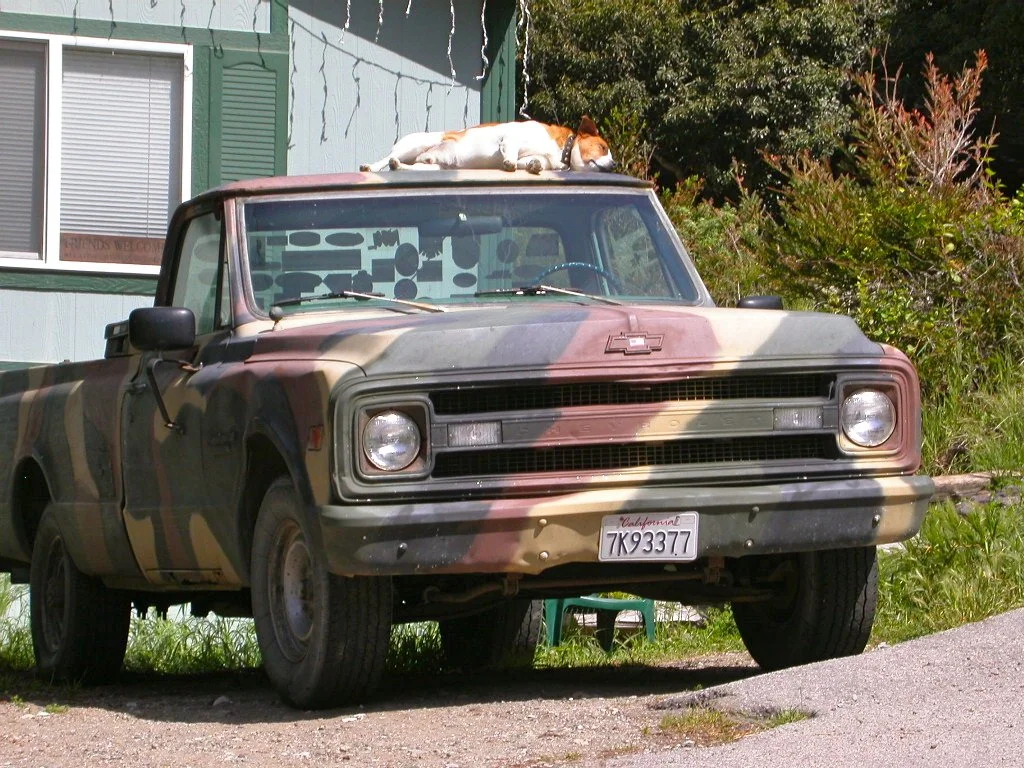 Guard Dog, Julia Pfeifer State Park, CA