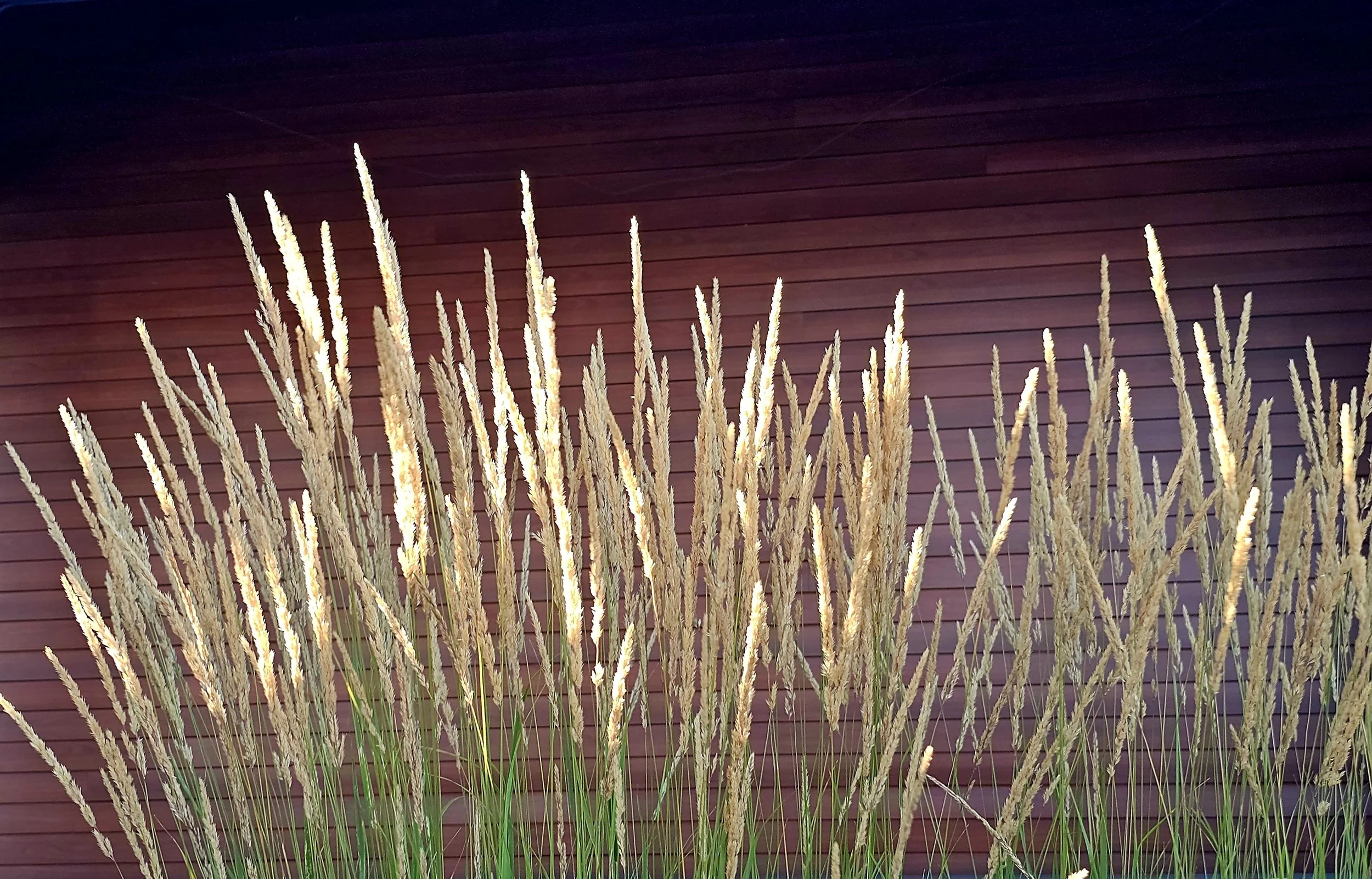 Reeds - Tacoma Yacht Club