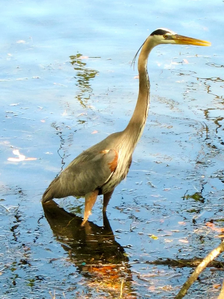 Great Blue Heron - Lady Bird Lake, Austin, TX