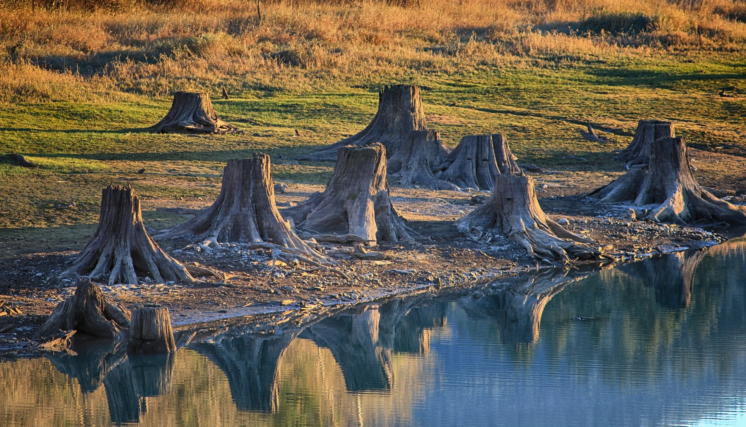 Life, Interrupted - Alder Lake, WA