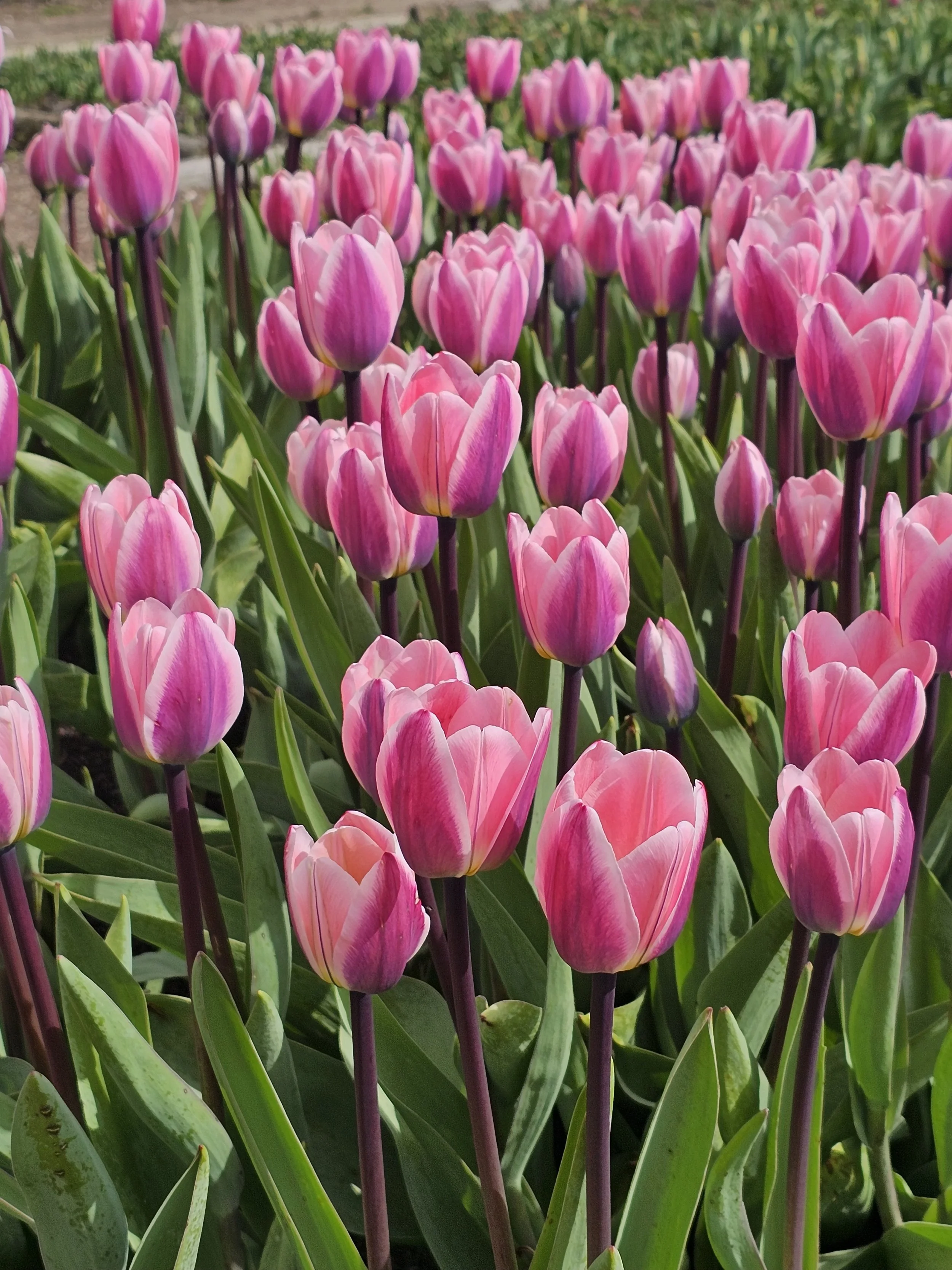 Tulip Festival - LaConner, WA