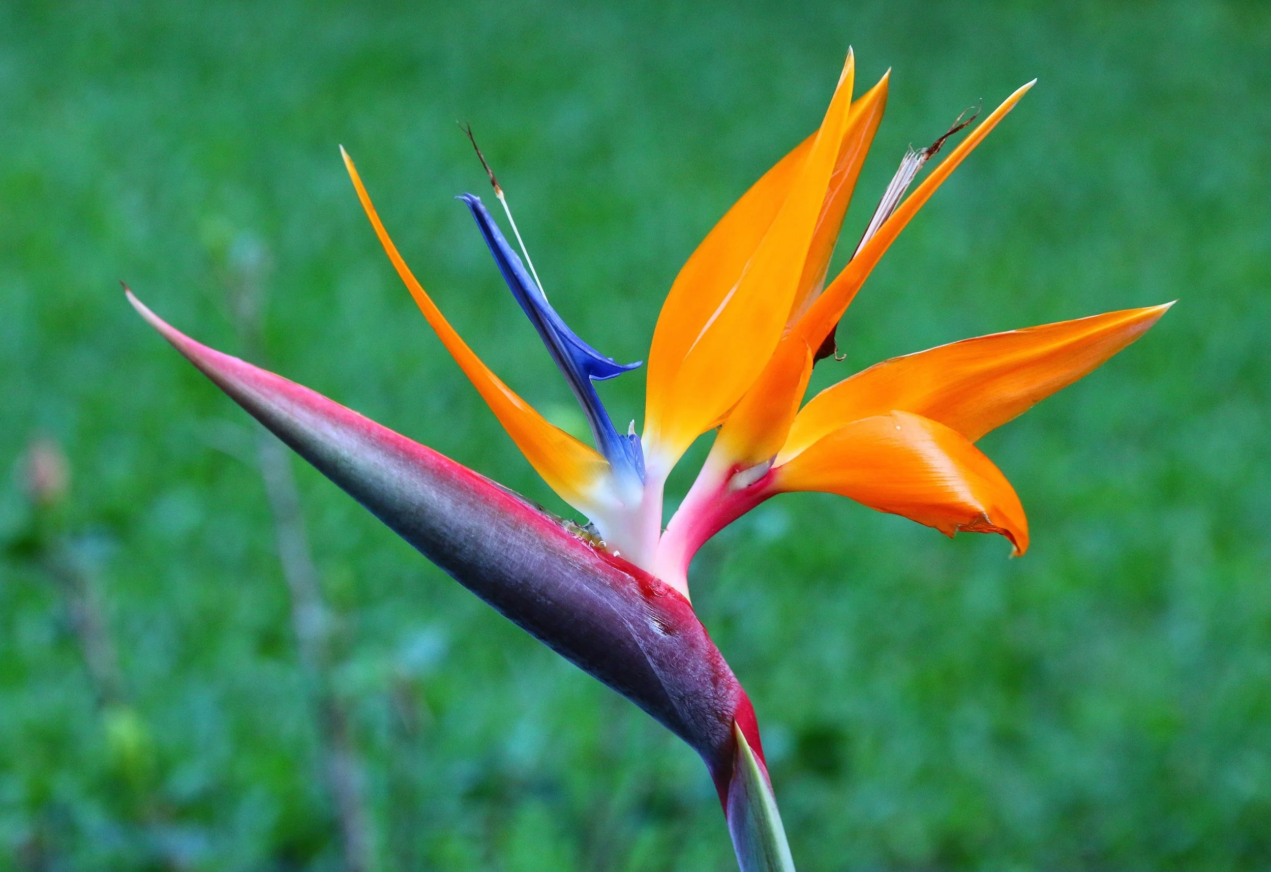 Bird of Paradise 