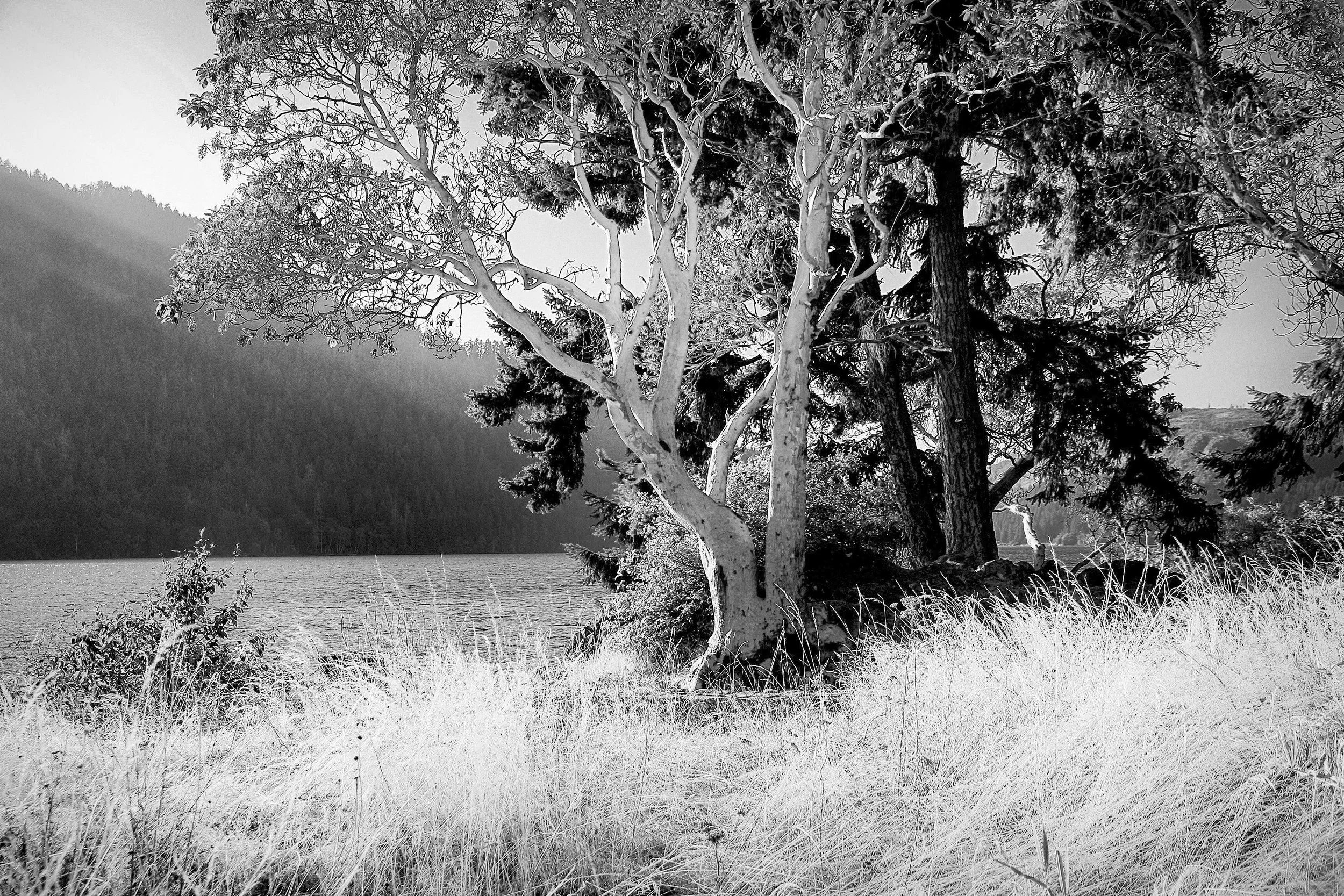 Madrone Tree - Crescent Lake, WA
