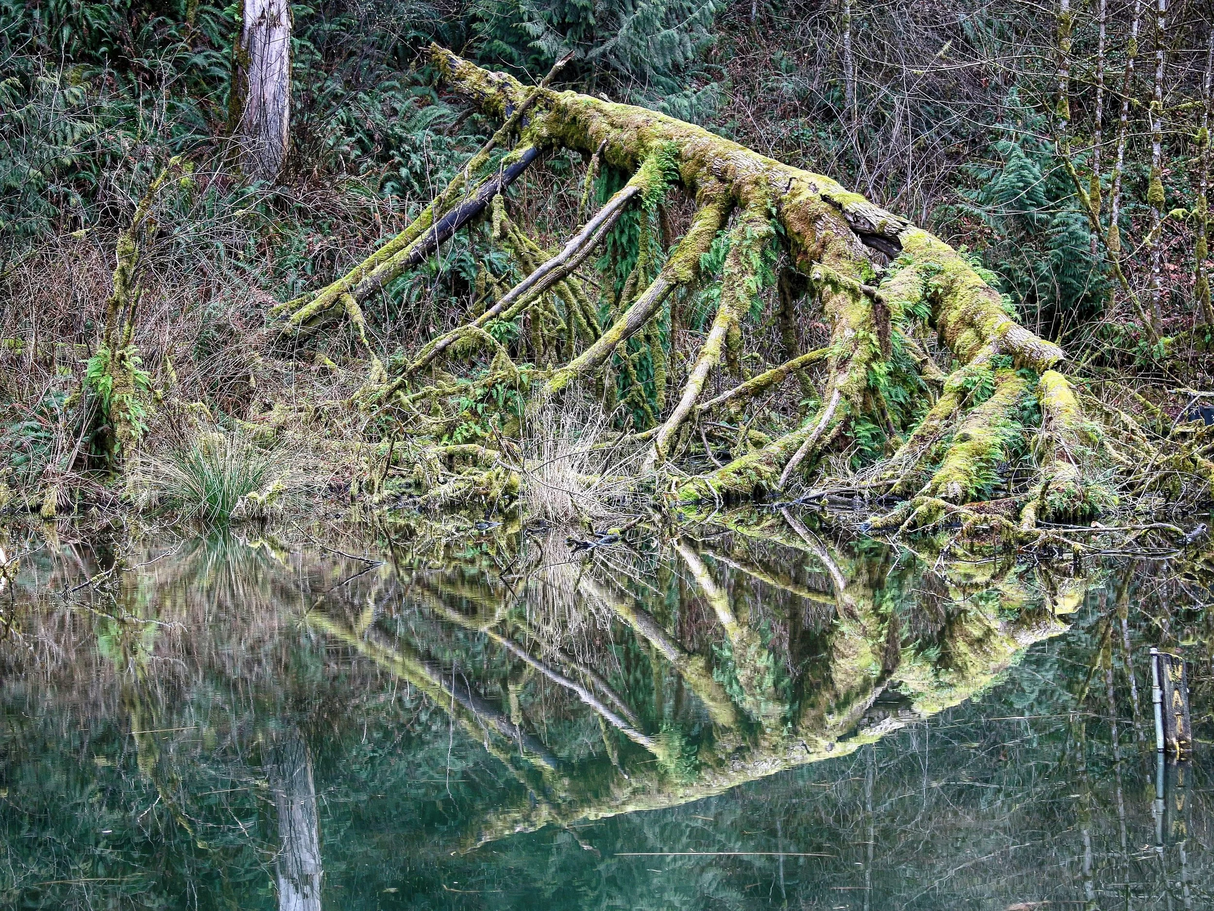 For Hope & Marci - Grace in Repose