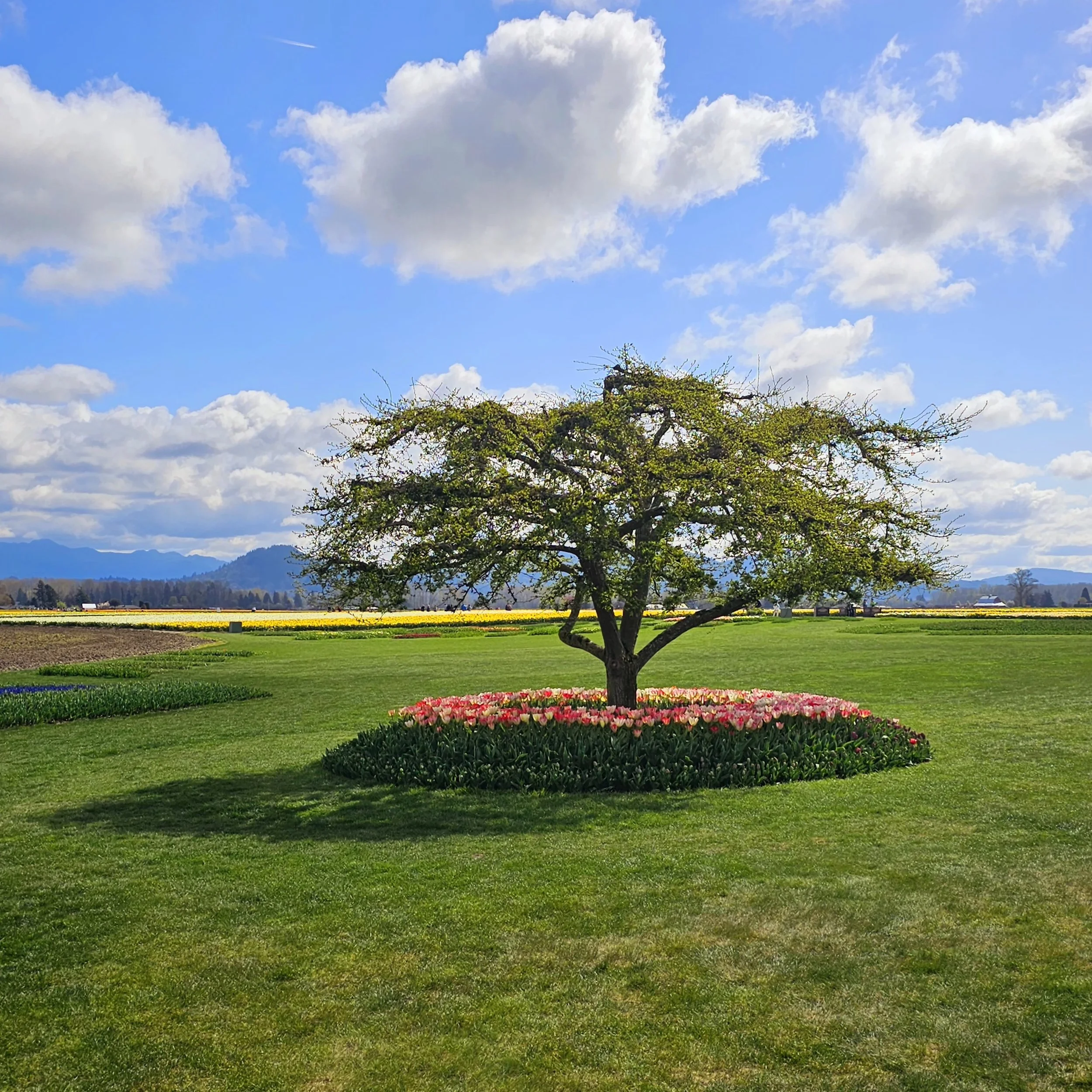 Tulip Festival - LaConner, WA