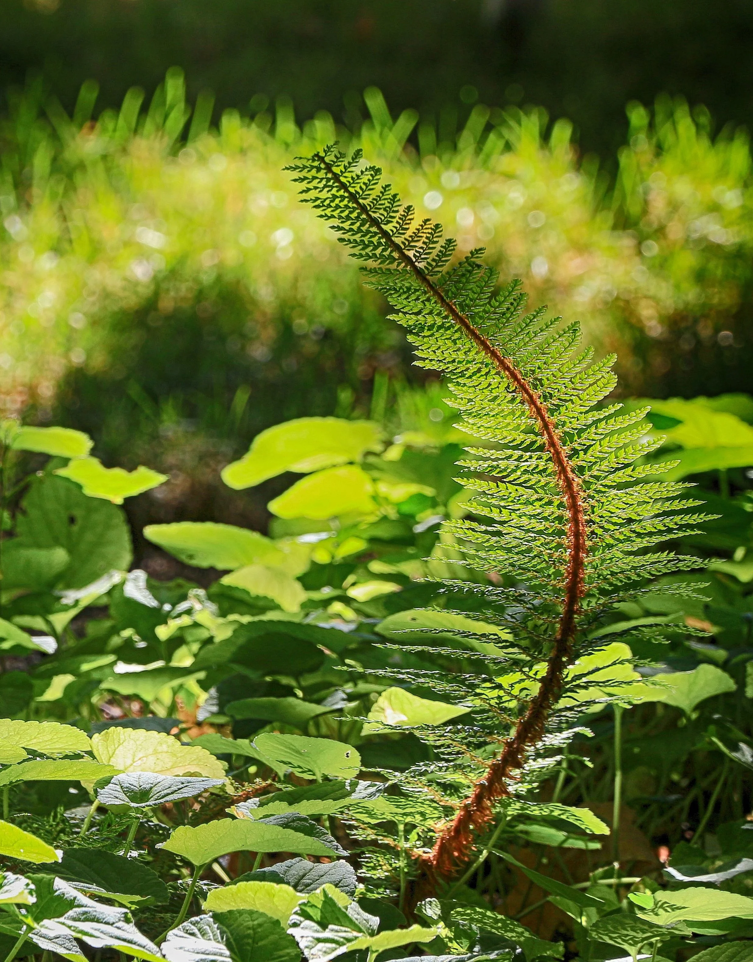 Little Sprout - Prospect, OR