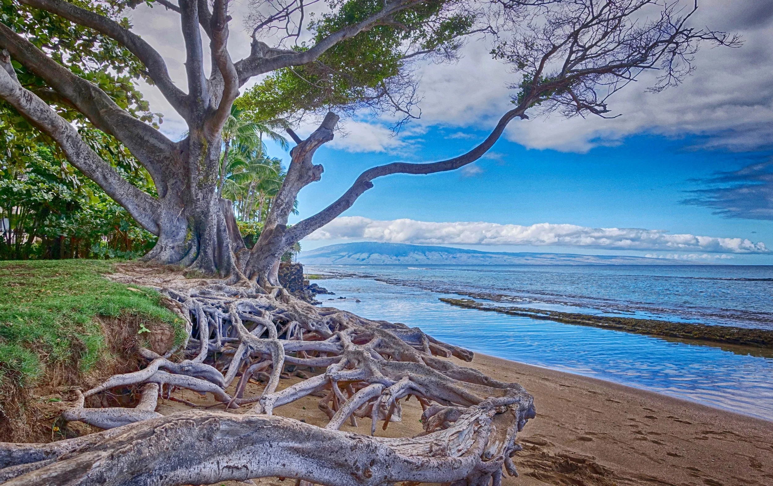 Tenuous Existence - Maui