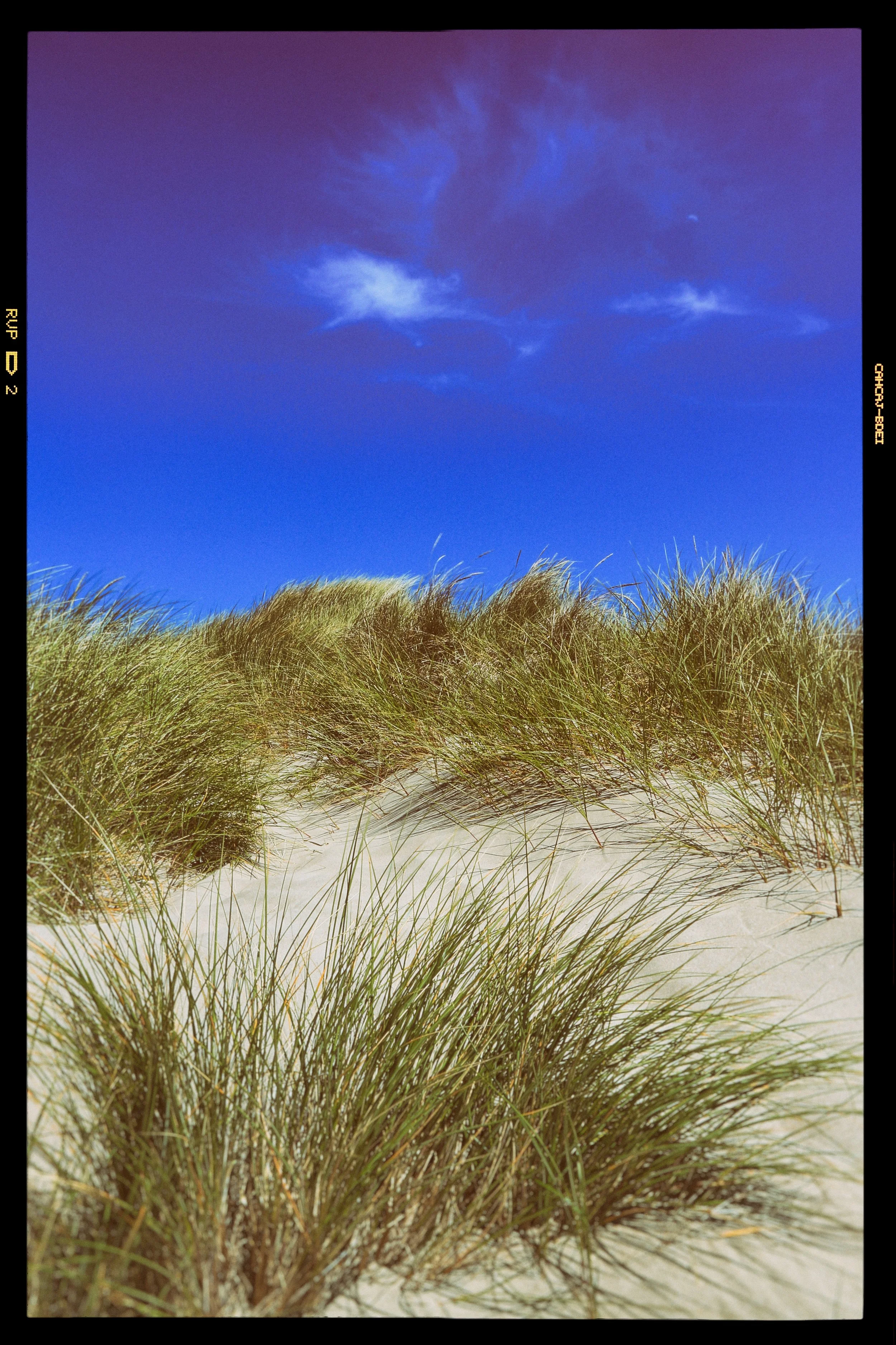 Beach Grass - Newport, Oregon