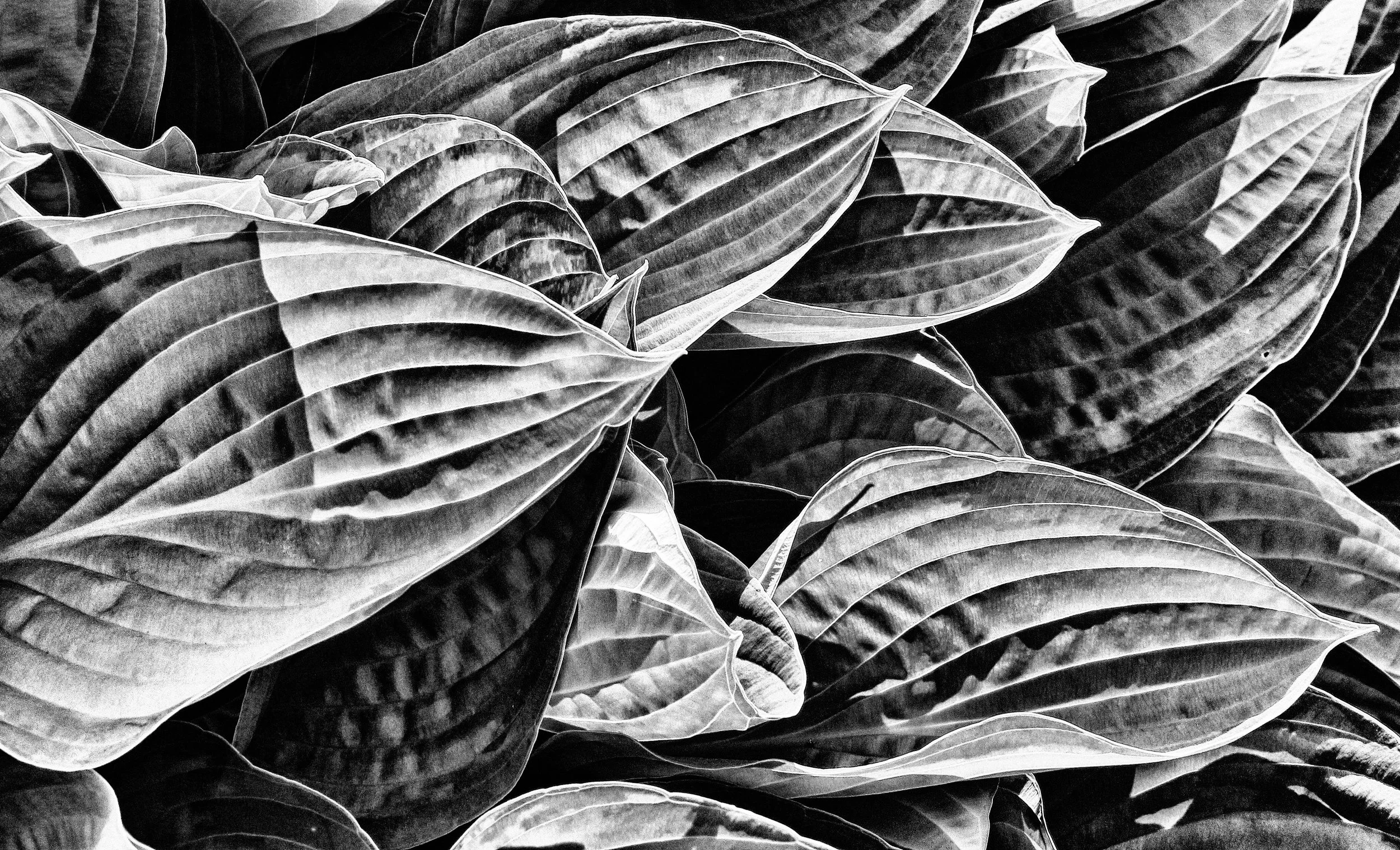 Hosta Leaves_13976623699_o.jpg